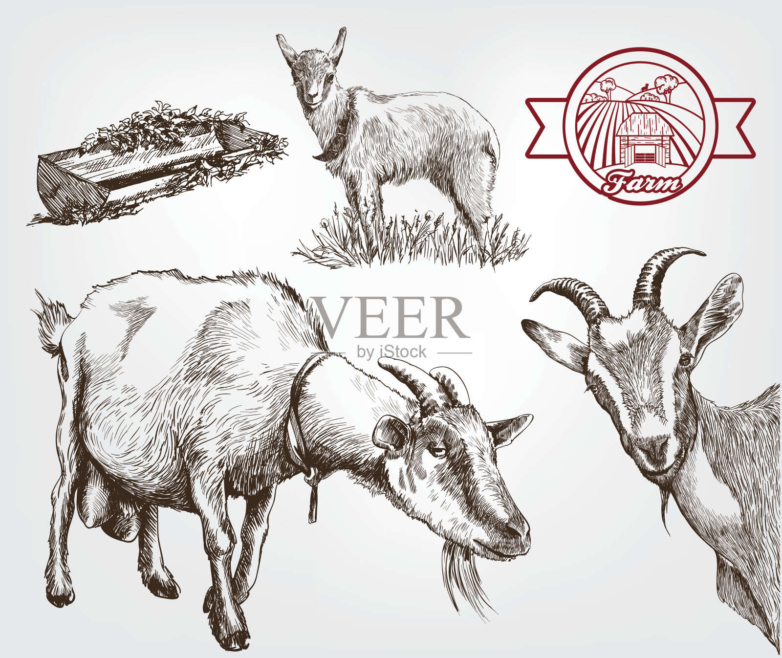 山羊繁殖插画图片素材