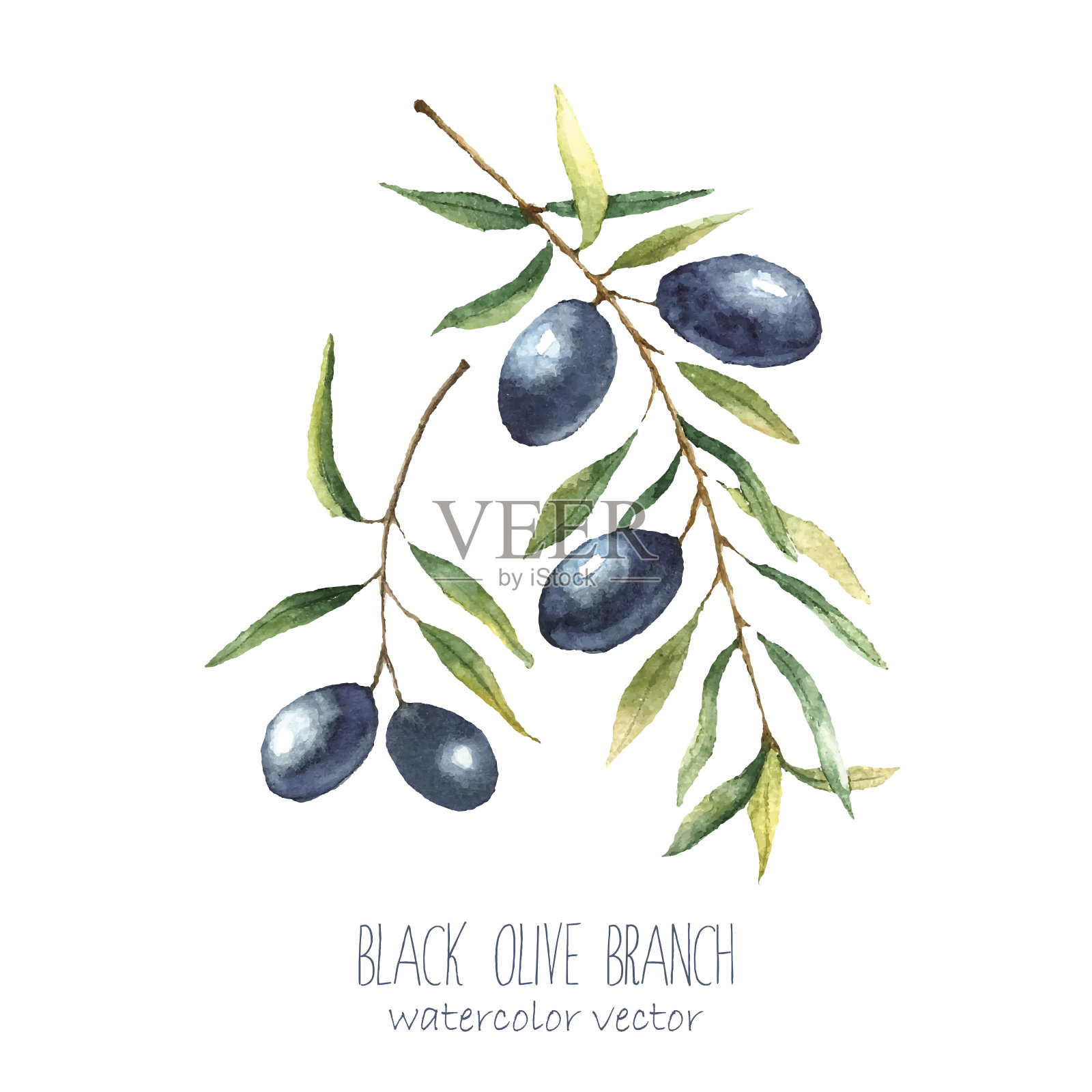 水彩橄榄枝背景。插画图片素材