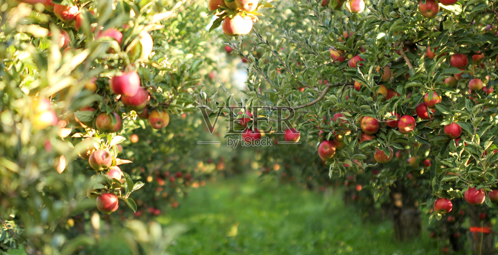 果园里成熟的苹果准备收割了照片摄影图片