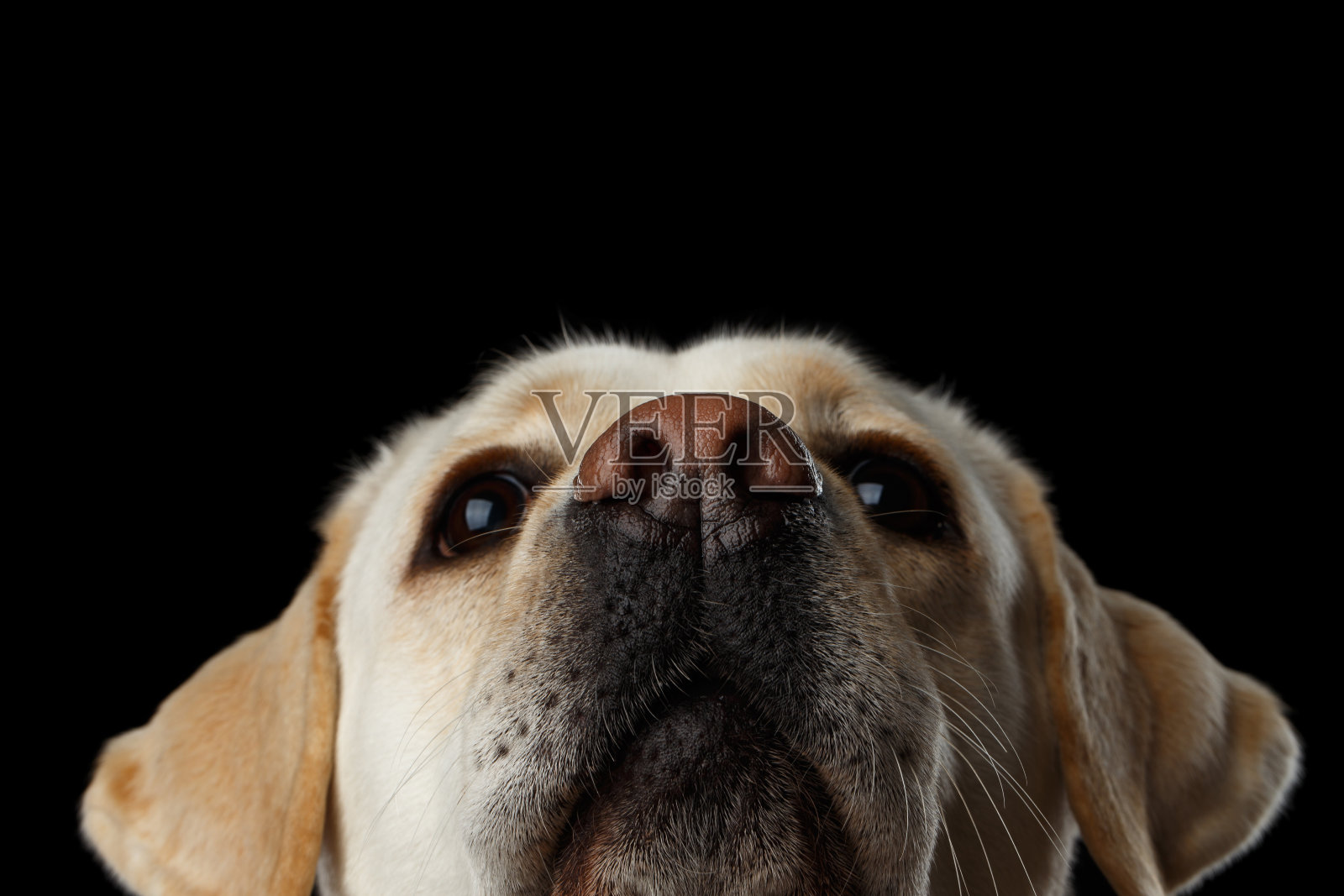 美丽的拉布拉多猎犬在孤立的黑色背景前照片摄影图片