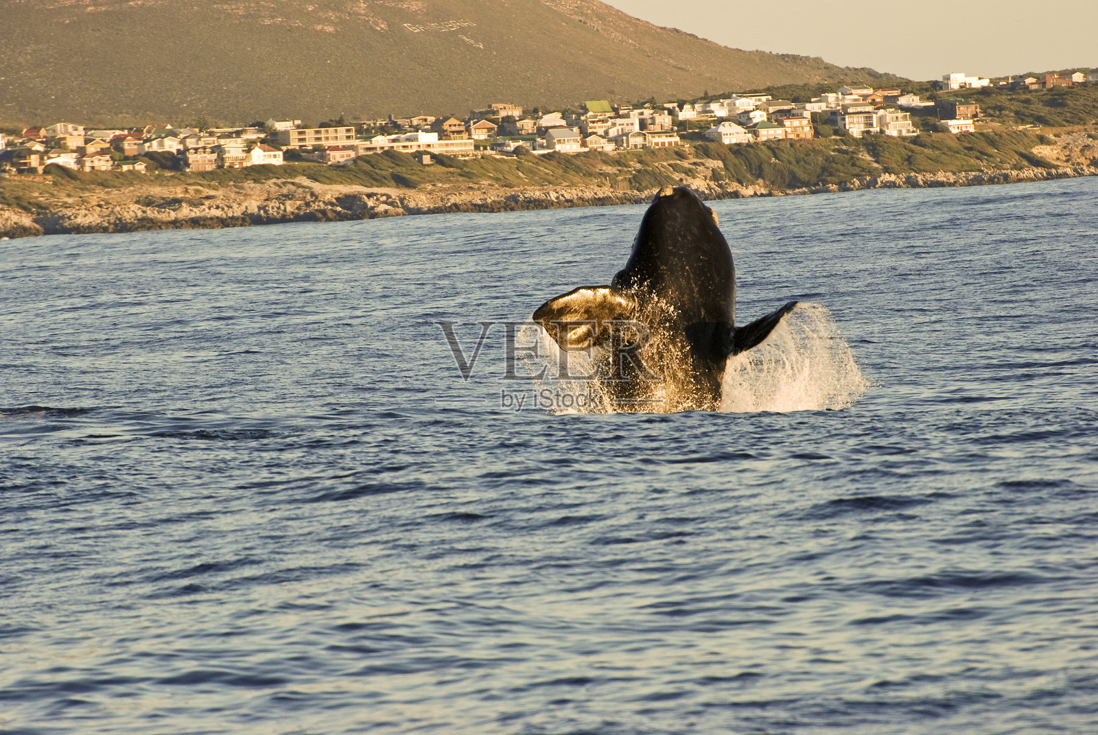 南露脊鲸跳出水面照片摄影图片