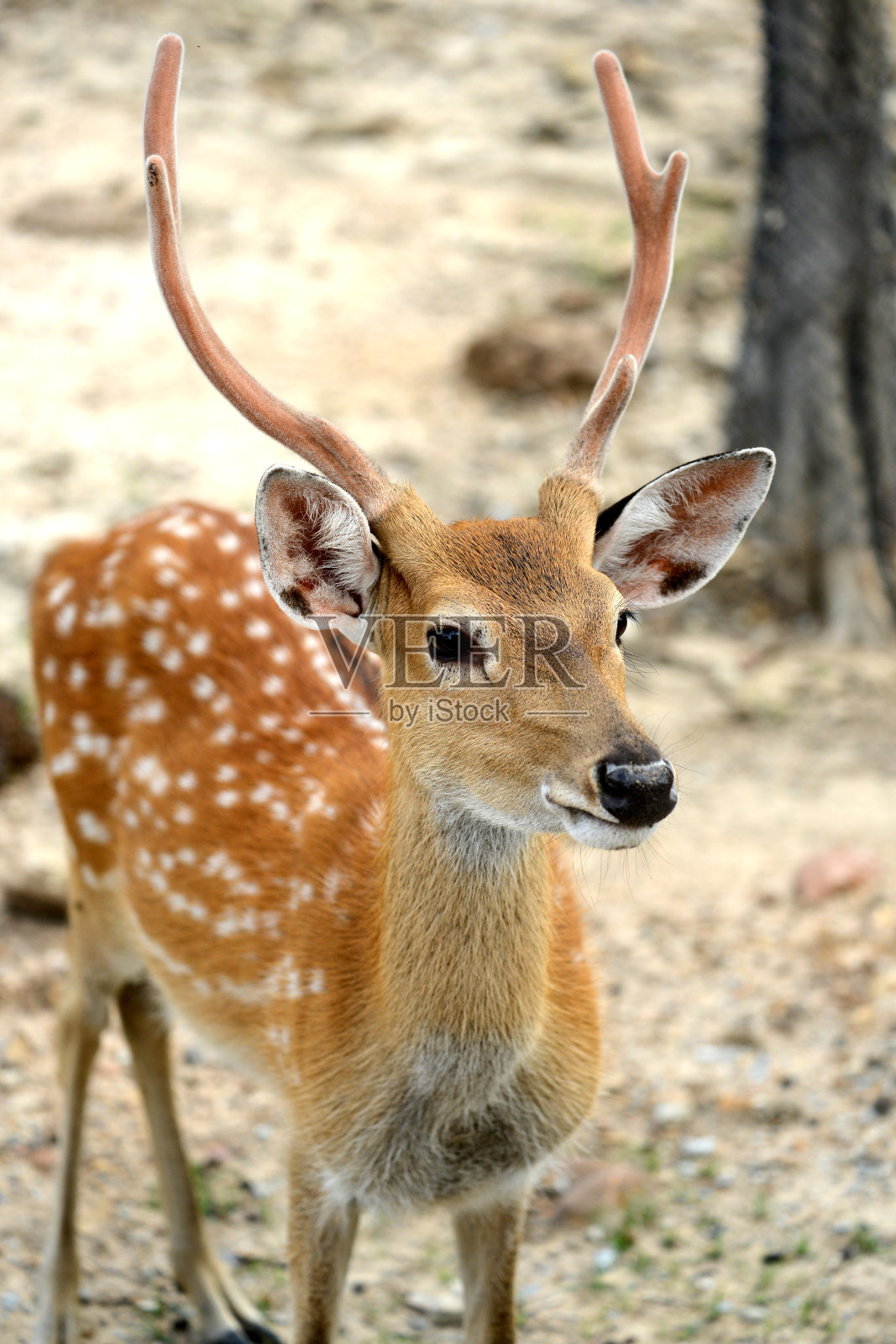 有长角的斑点鹿头照片摄影图片