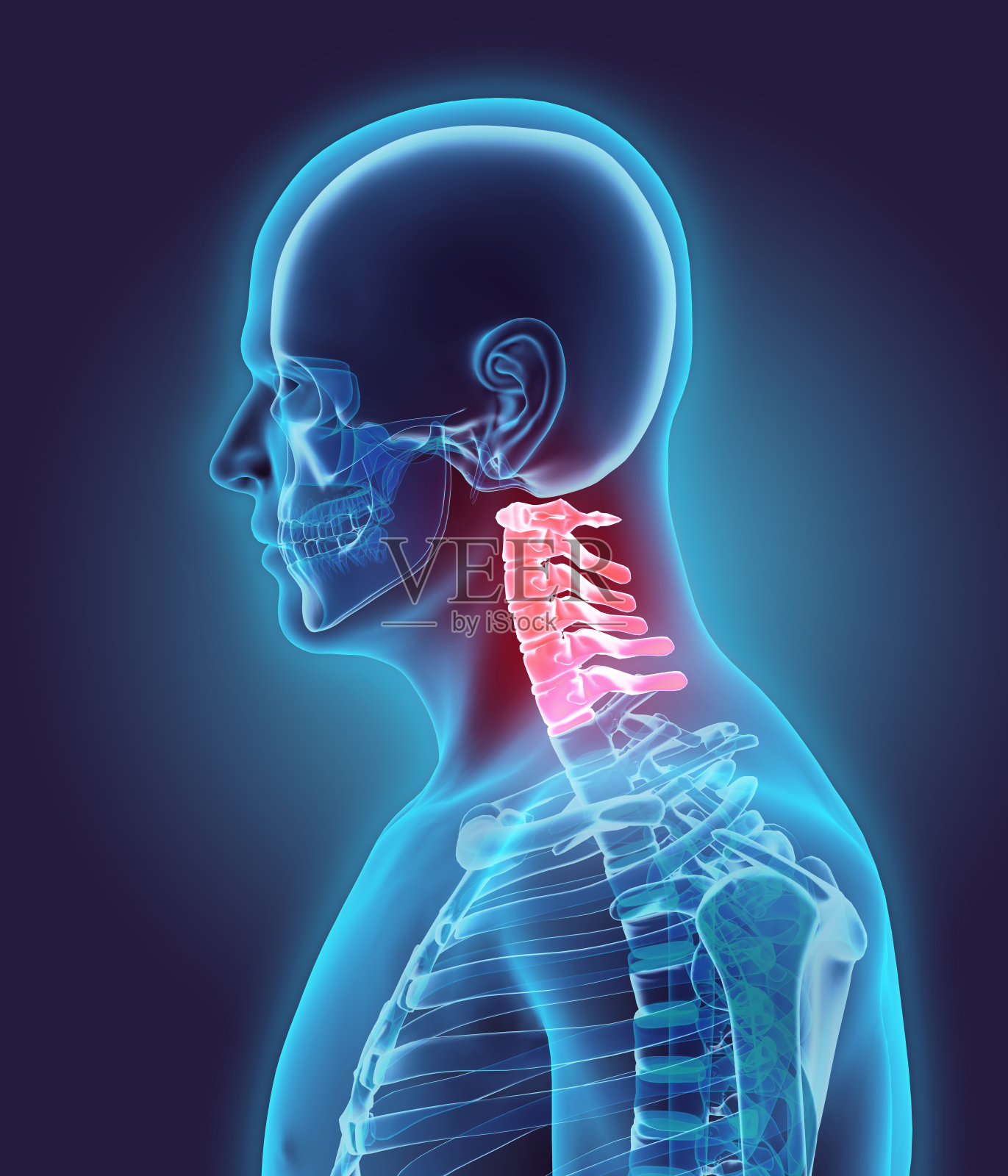 颈椎的3D插图，医学概念。照片摄影图片