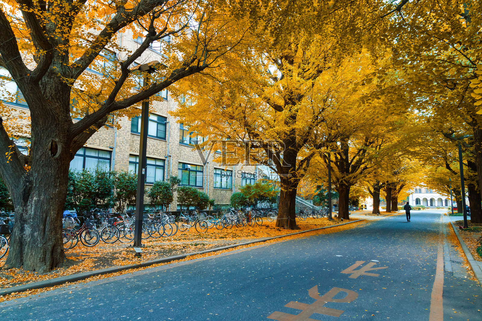 秋天，东京大学的一排银杏树照片摄影图片