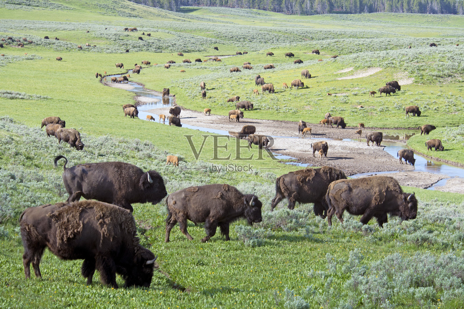 一群野牛在黄石公园的田野上。照片摄影图片