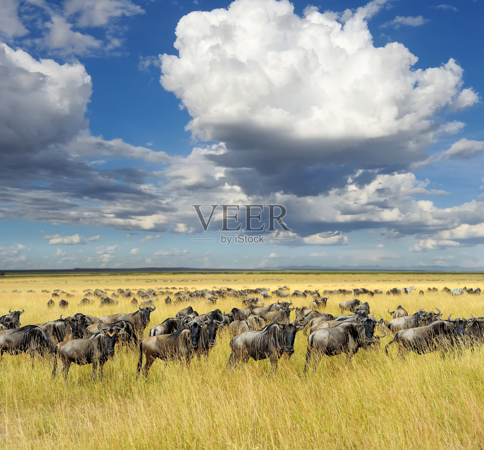 非洲肯尼亚国家公园的角马照片摄影图片