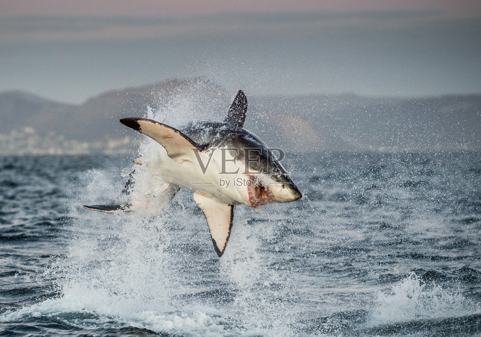 大白鲨的跳跃照片摄影图片