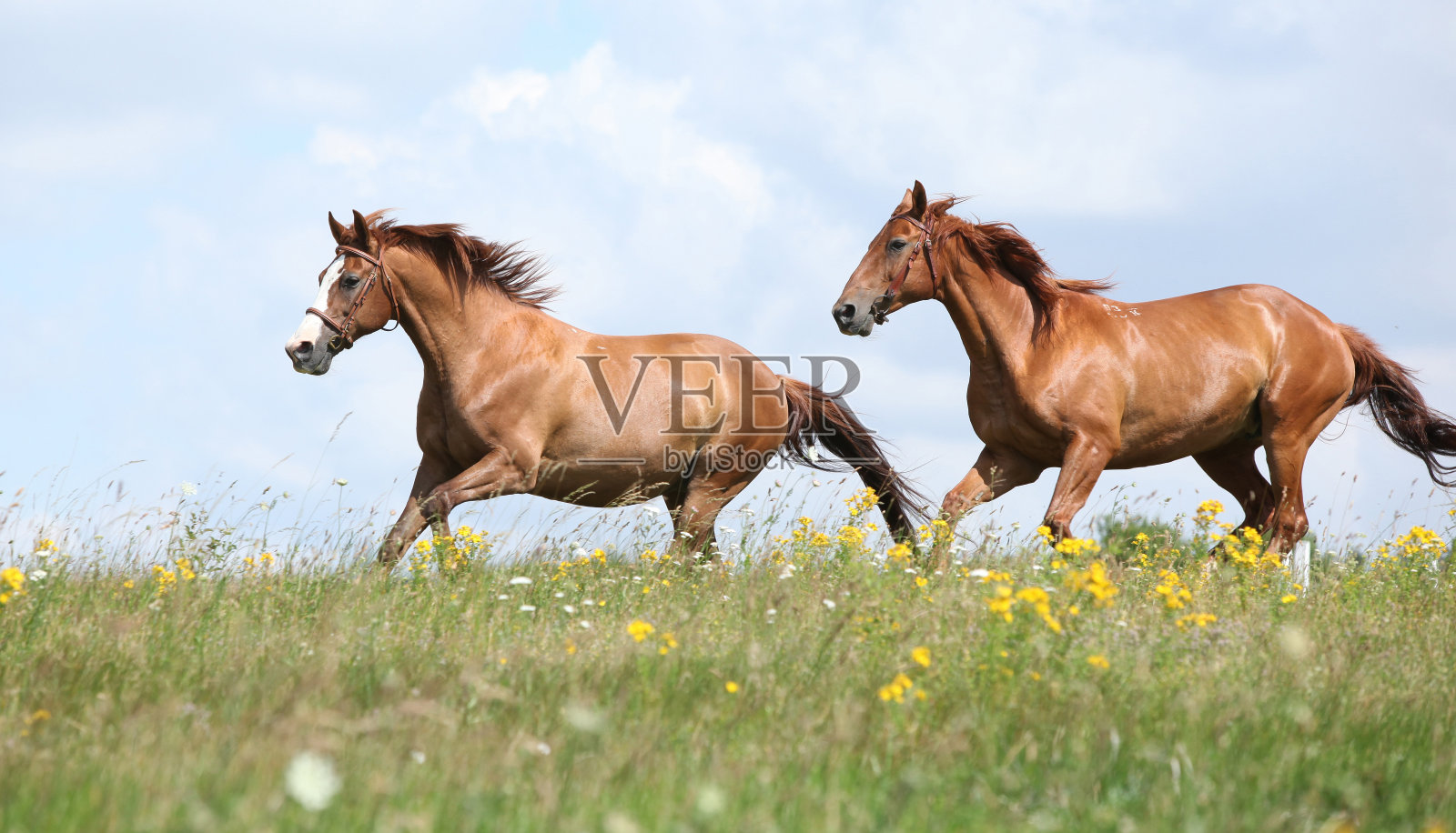 两匹栗色的马在一起奔跑照片摄影图片