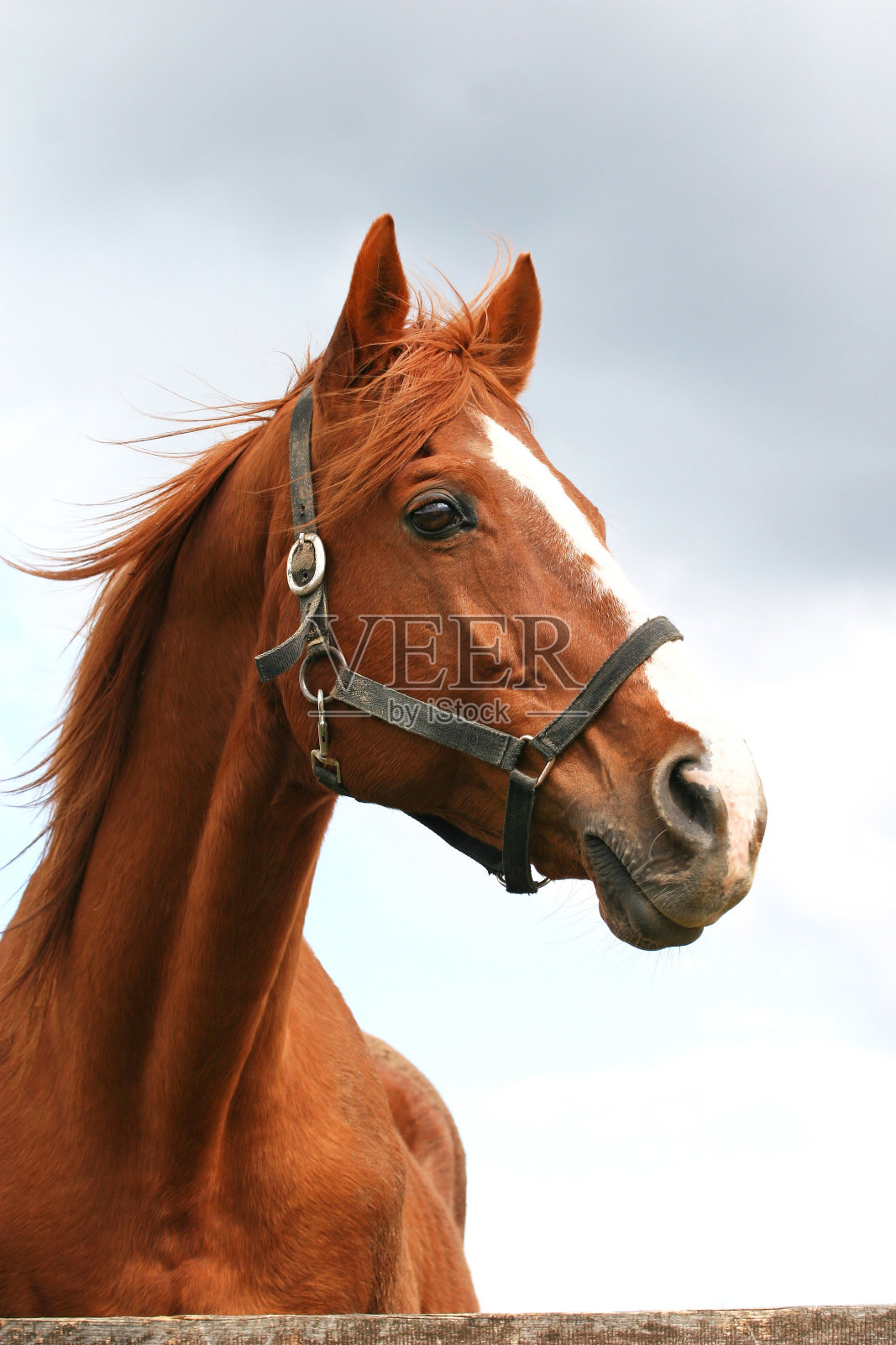 蓝天下的一匹英裔阿拉伯赛马的头部照片照片摄影图片