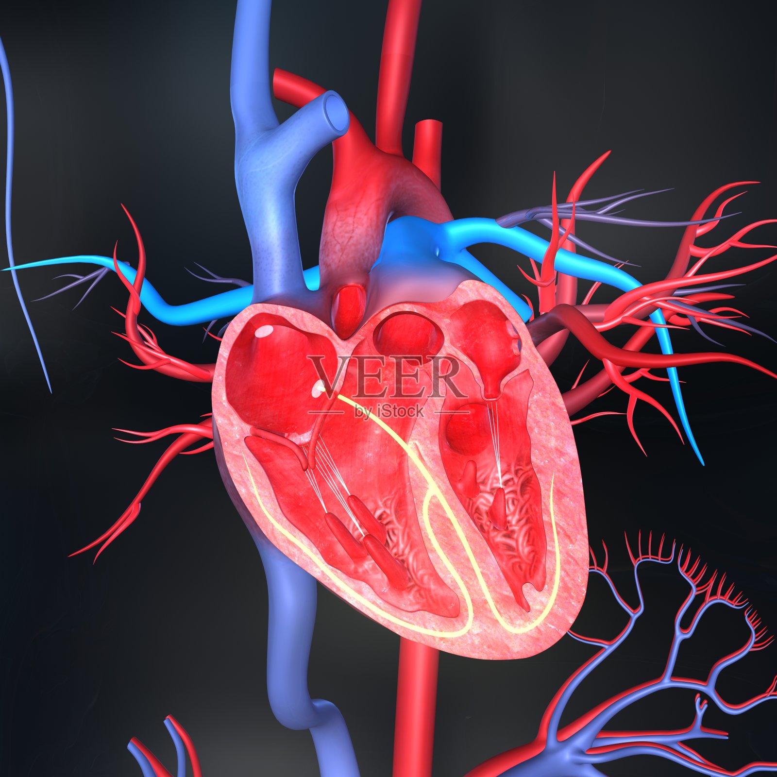 人类的心脏解剖照片摄影图片