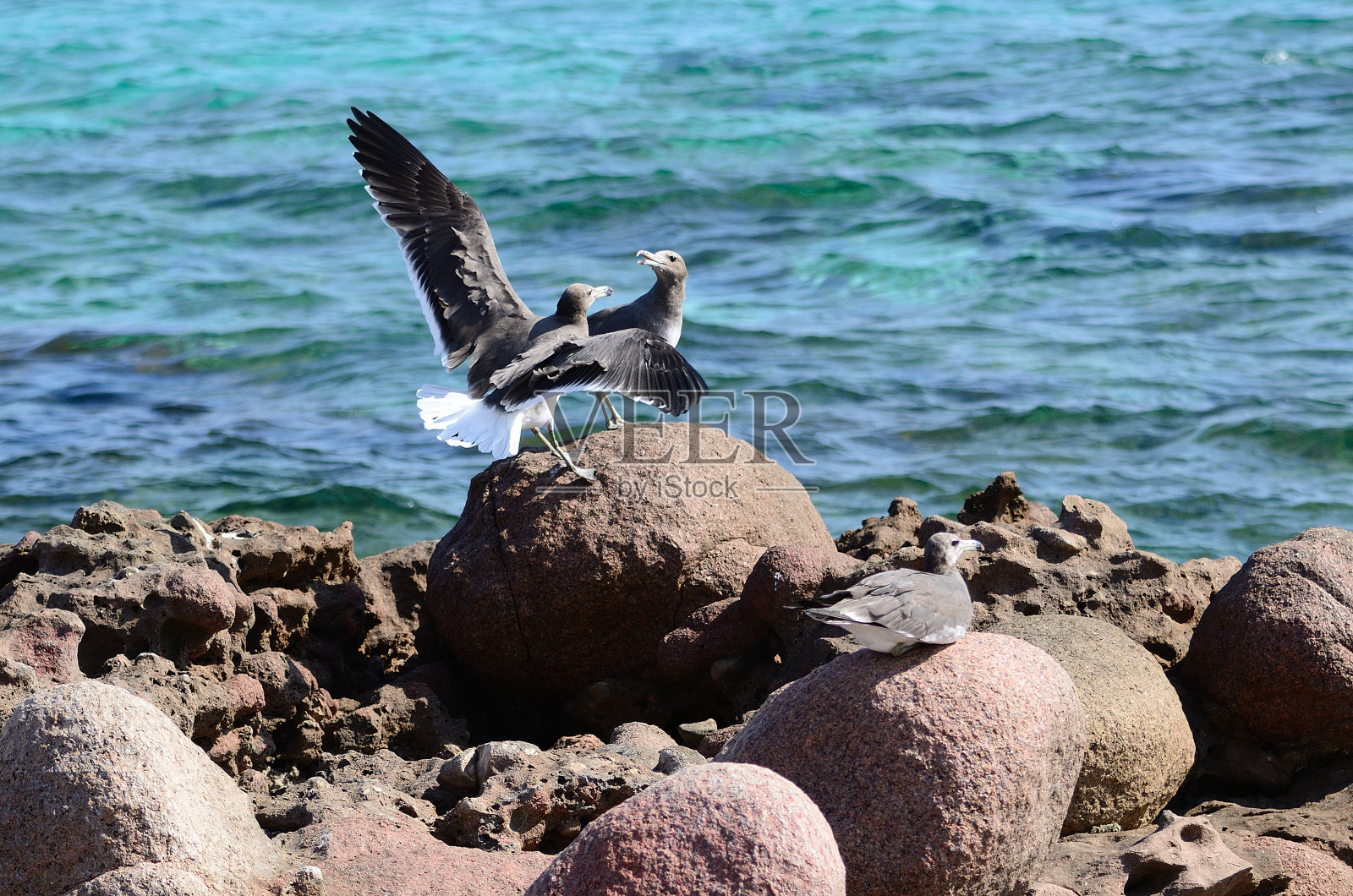 阿拉伯海岸边的岩石上，灰色的海鸥照片摄影图片