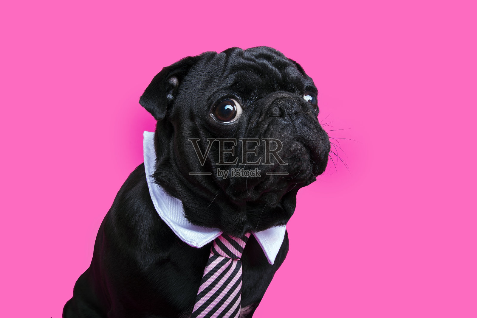 黑色哈巴狗肖像在粉红色的背景。照片摄影图片
