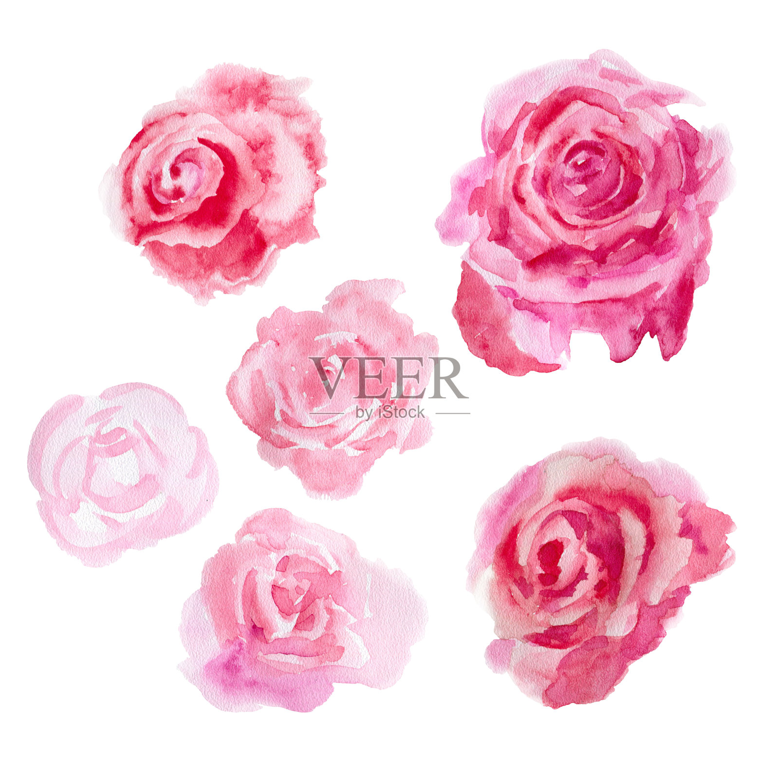 水彩花。玫瑰插画图片素材