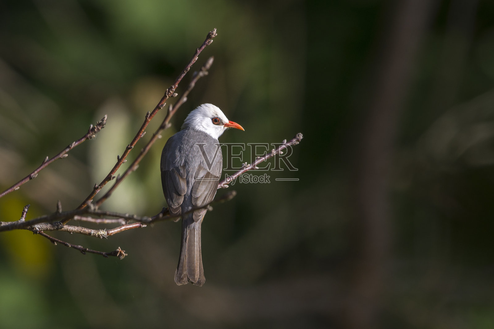 白头鹎:泰国的鸟照片摄影图片