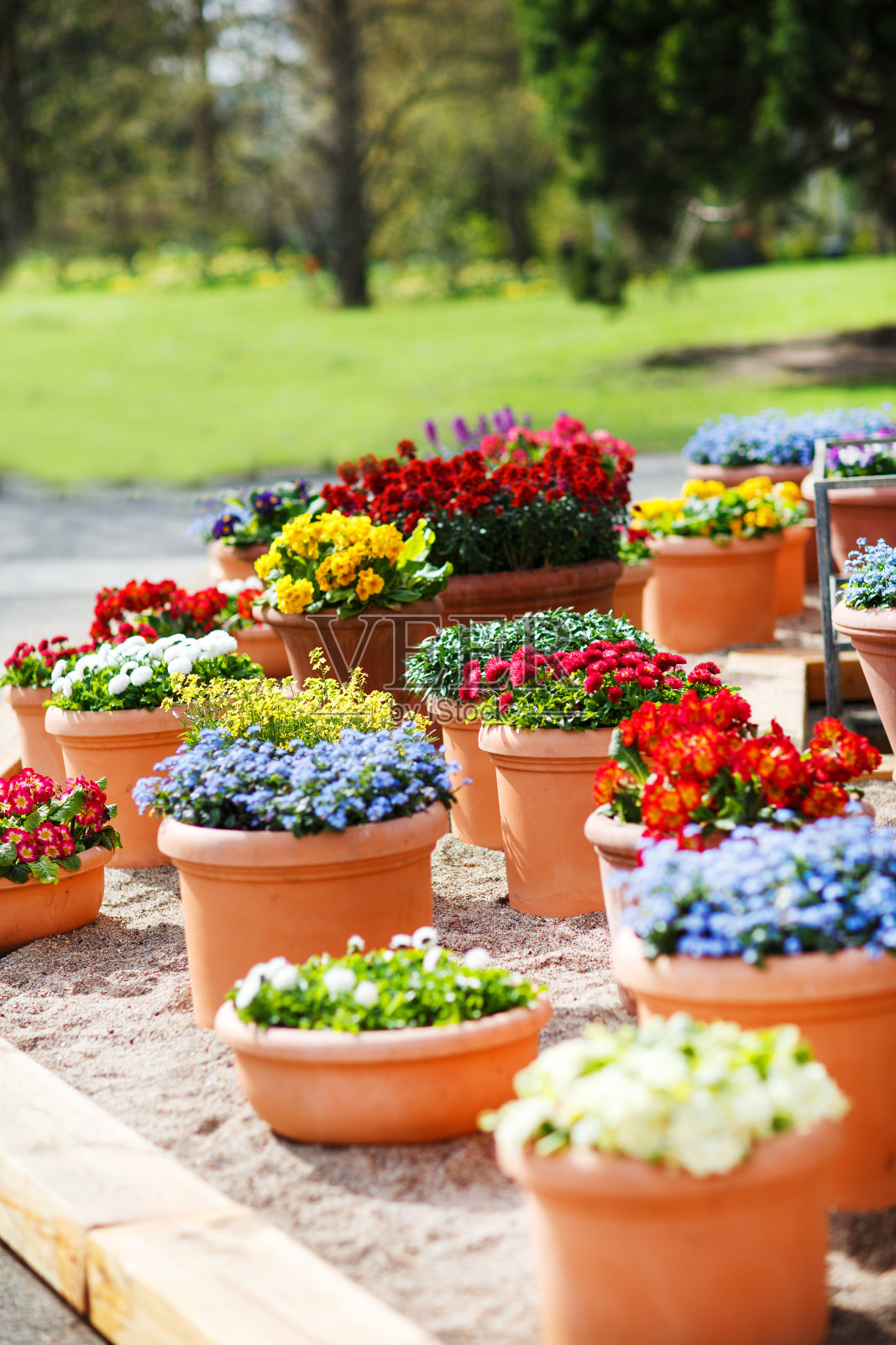 在春天公园的陶瓷花盆里美丽的不同的花照片摄影图片
