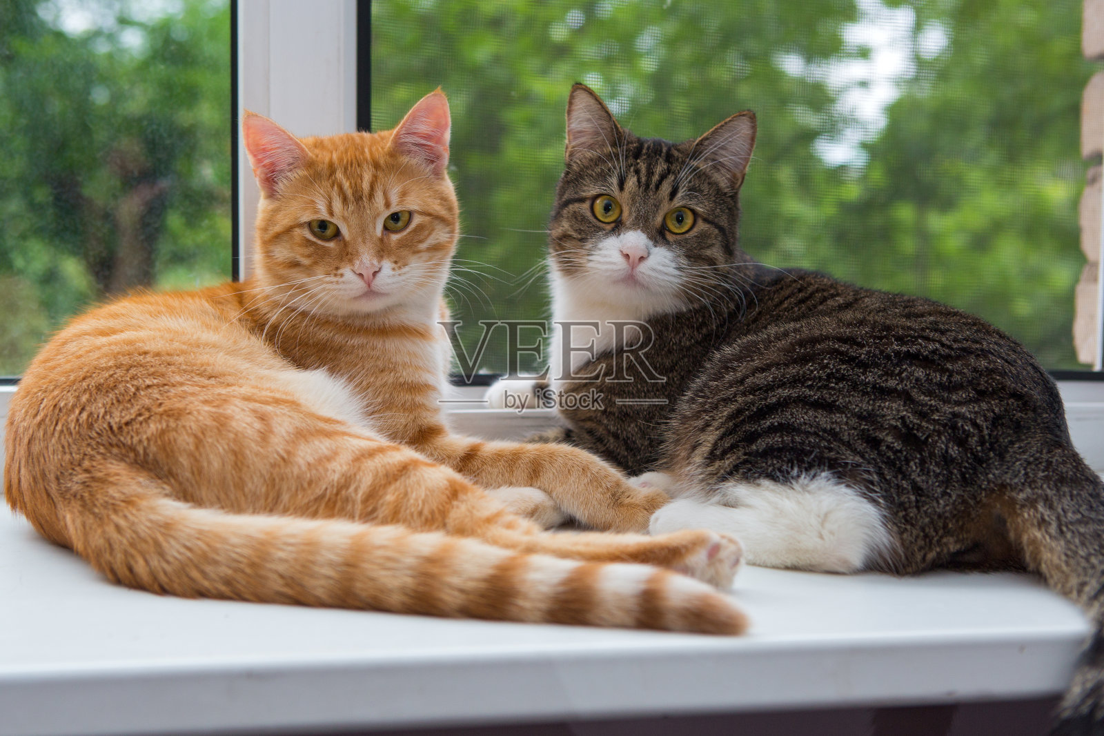 两只猫坐在窗台上照片摄影图片
