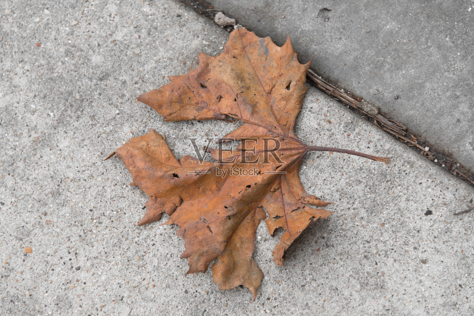 地上的一片老叶子照片摄影图片