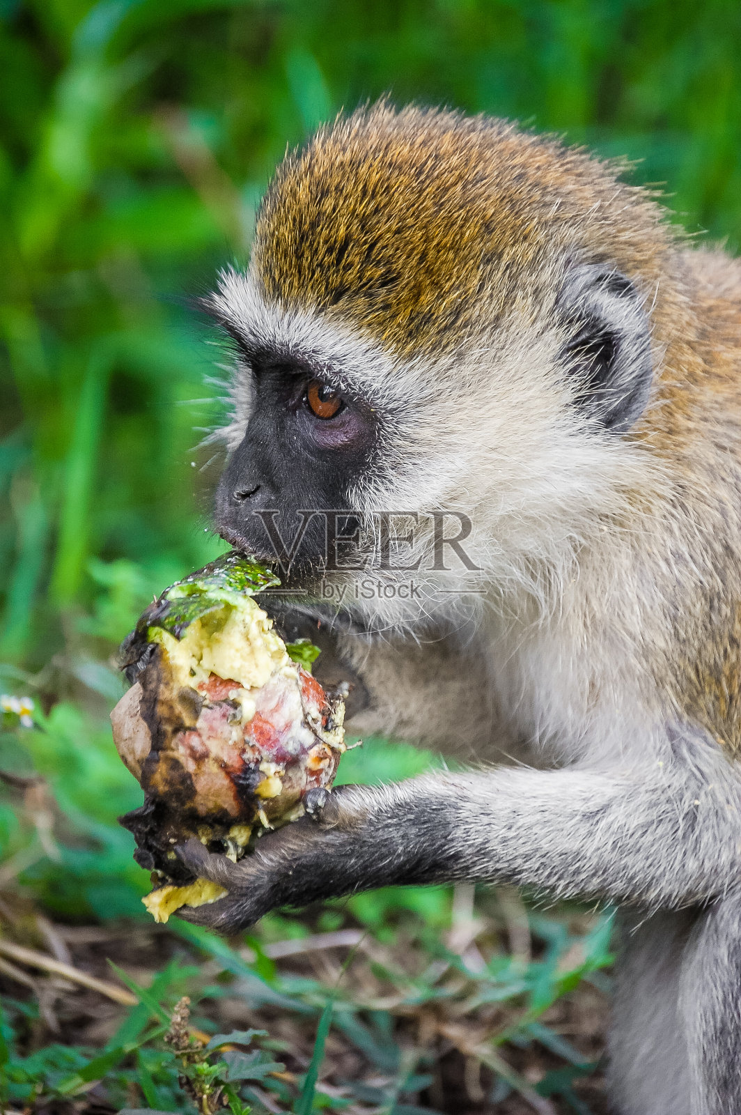 食用鳄梨果实的非洲本土灵长类动物——黑尾猴照片摄影图片