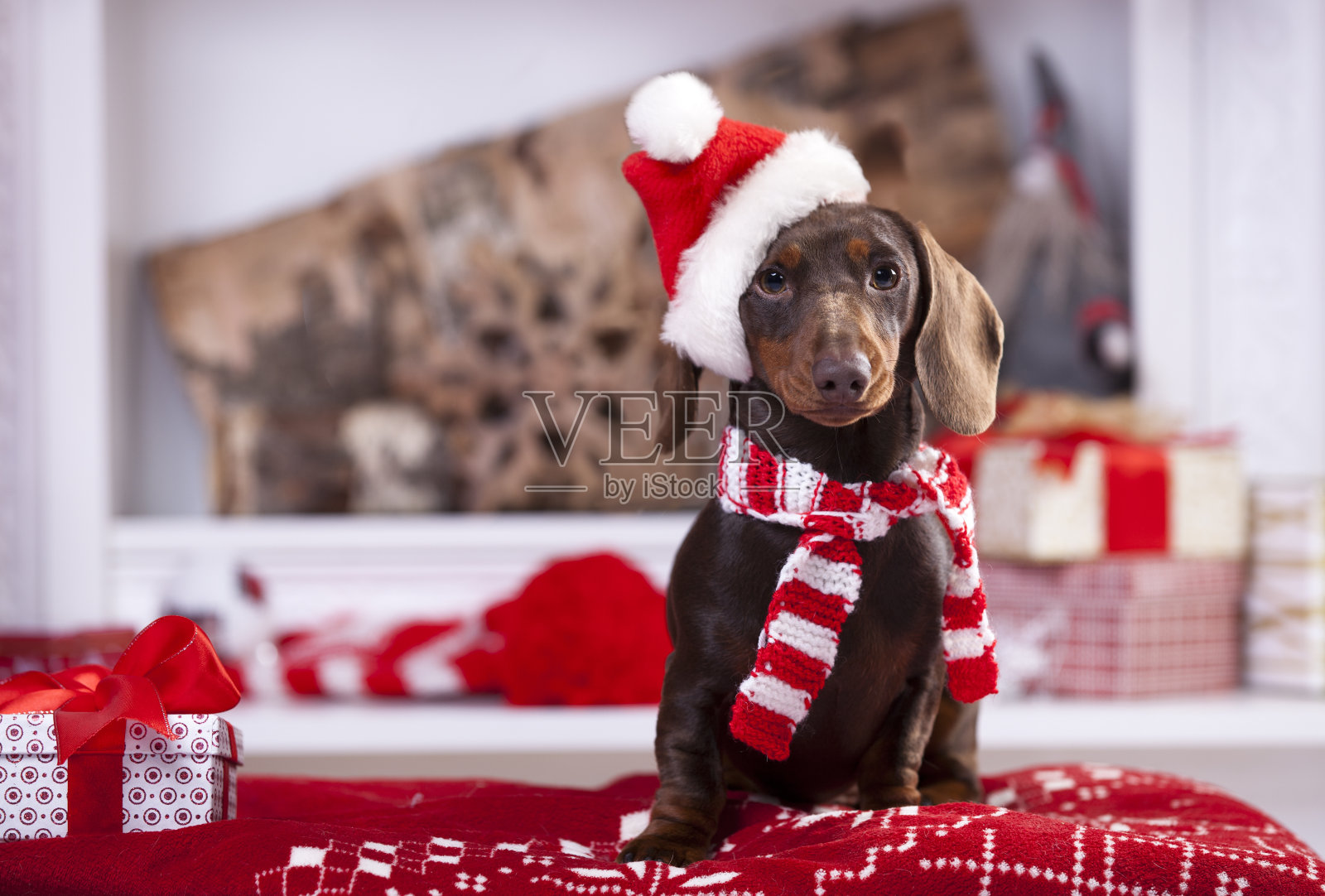 圣诞花环戴在腊肠小狗的脖子上照片摄影图片