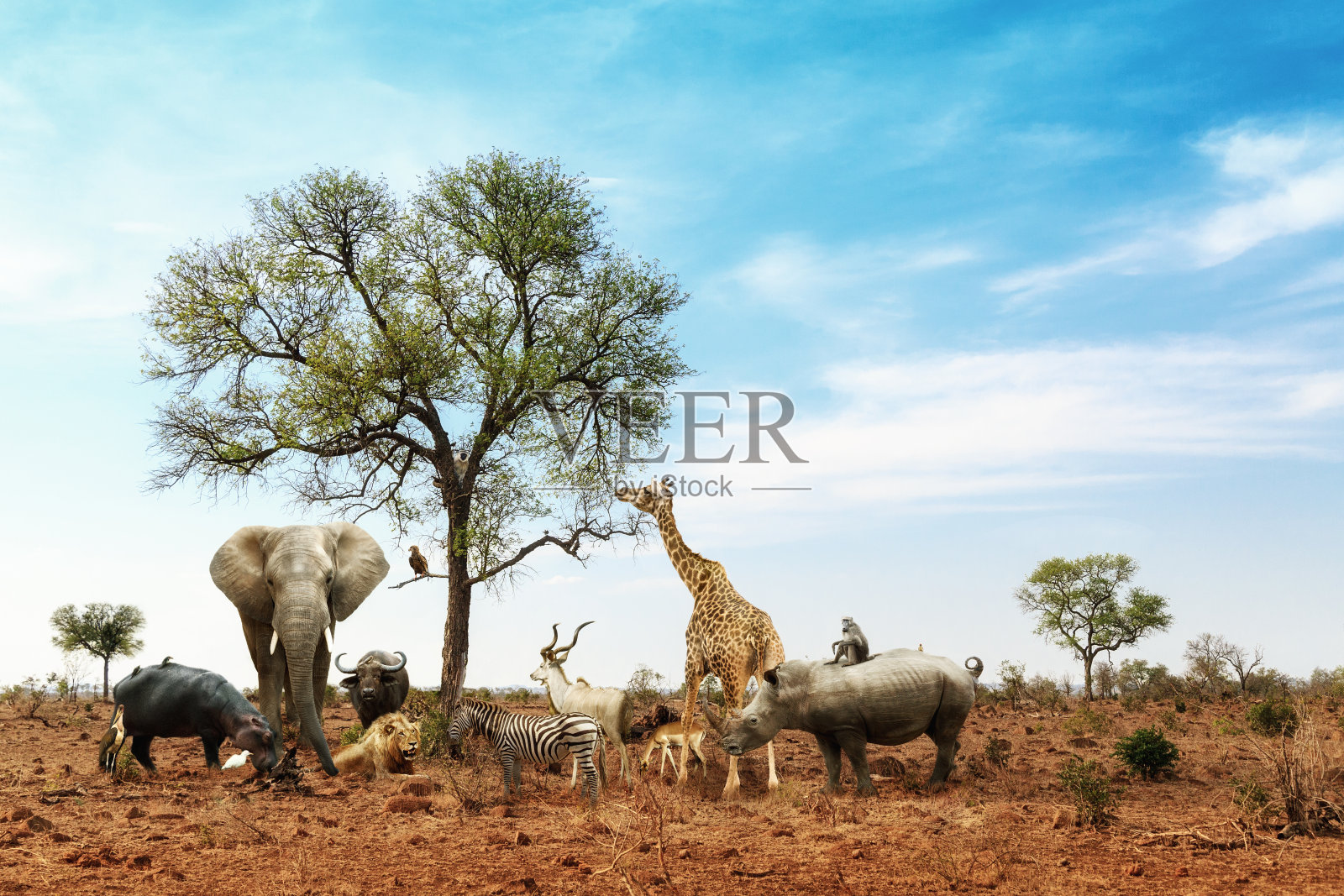 非洲野生动物聚集在树下照片摄影图片