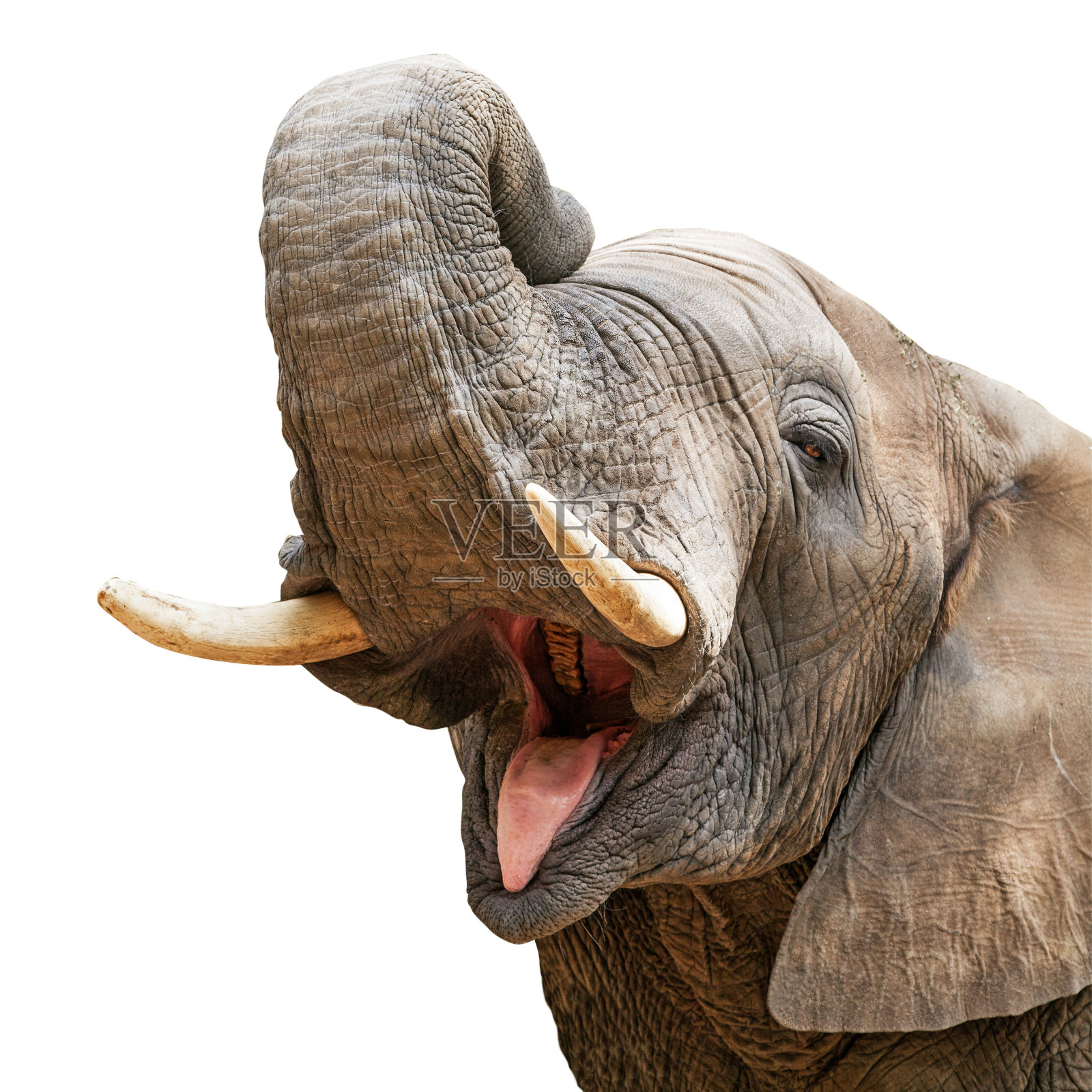 大象的嘴巴张开，特写照片摄影图片