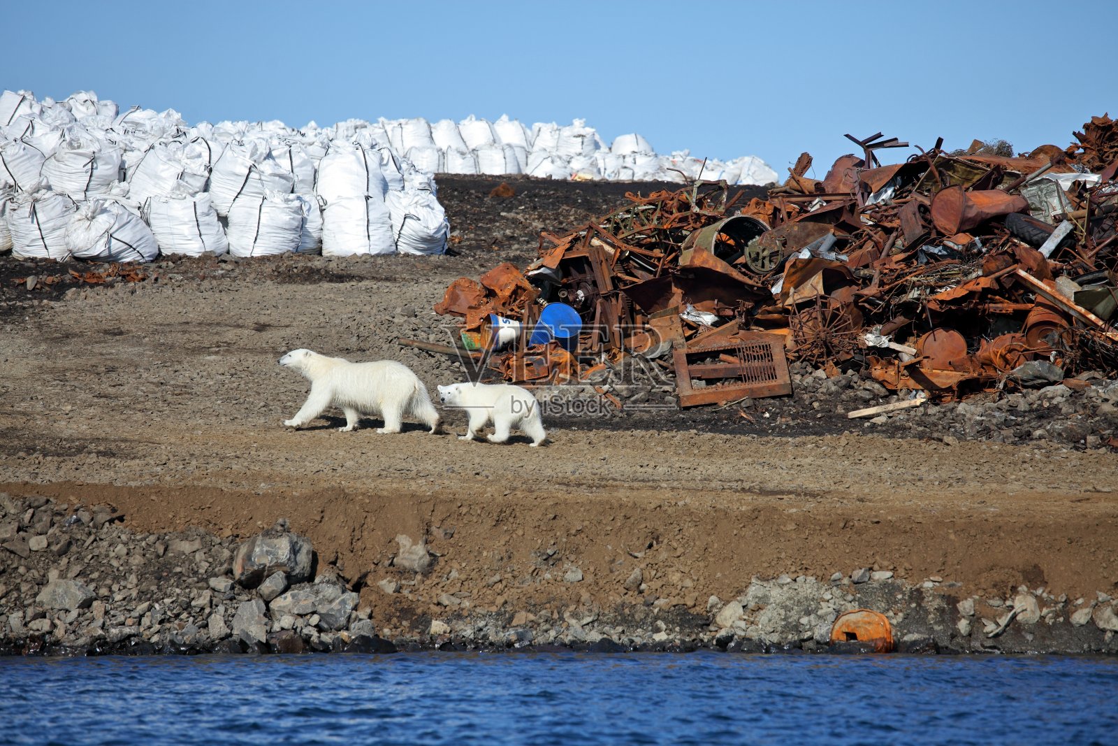 北极熊在北极的生存照片摄影图片