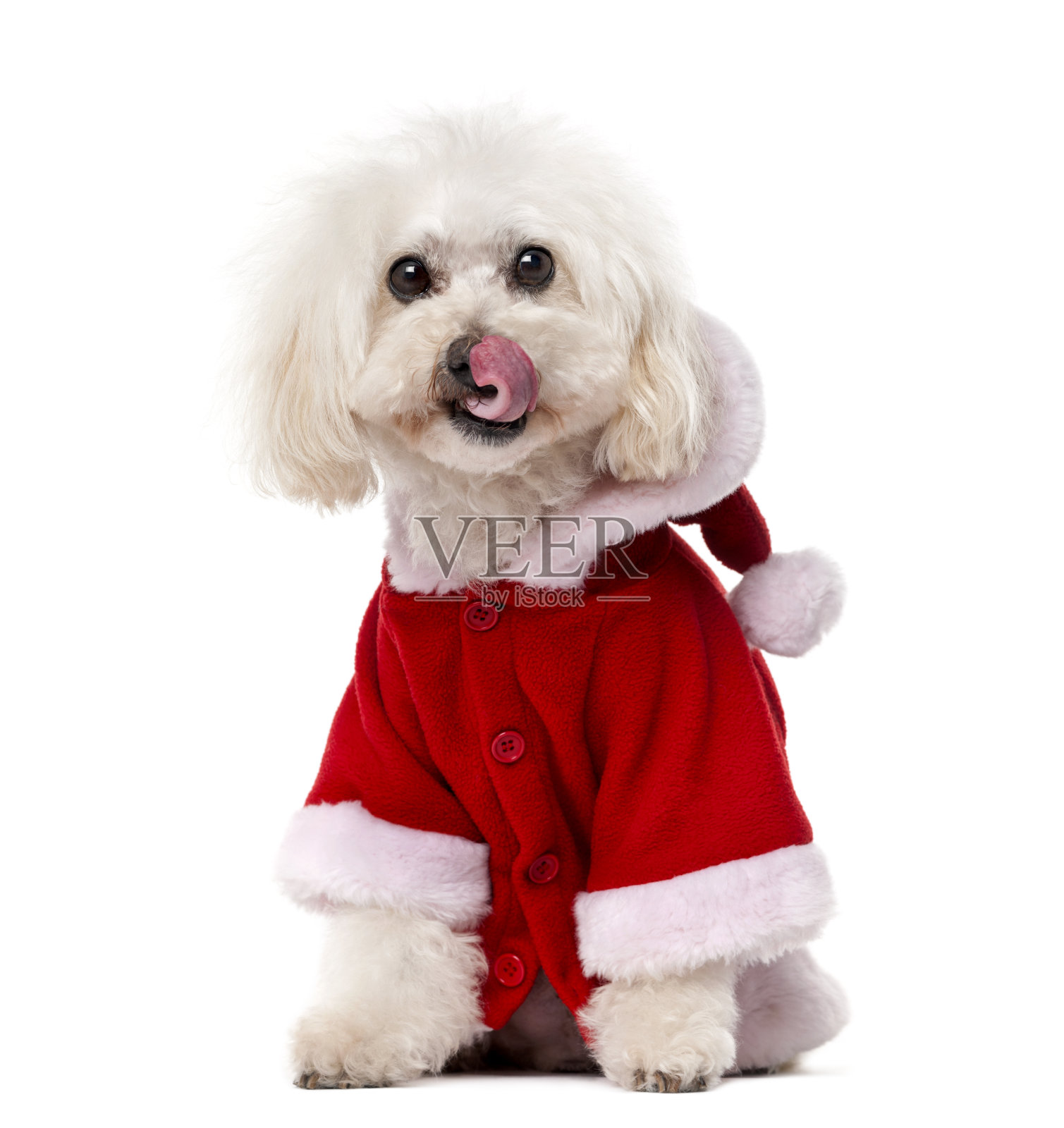 穿着圣诞外套的贵宾犬(11岁)照片摄影图片
