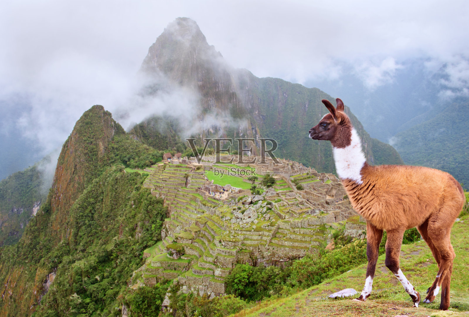 秘鲁马丘比丘的喇嘛。照片摄影图片