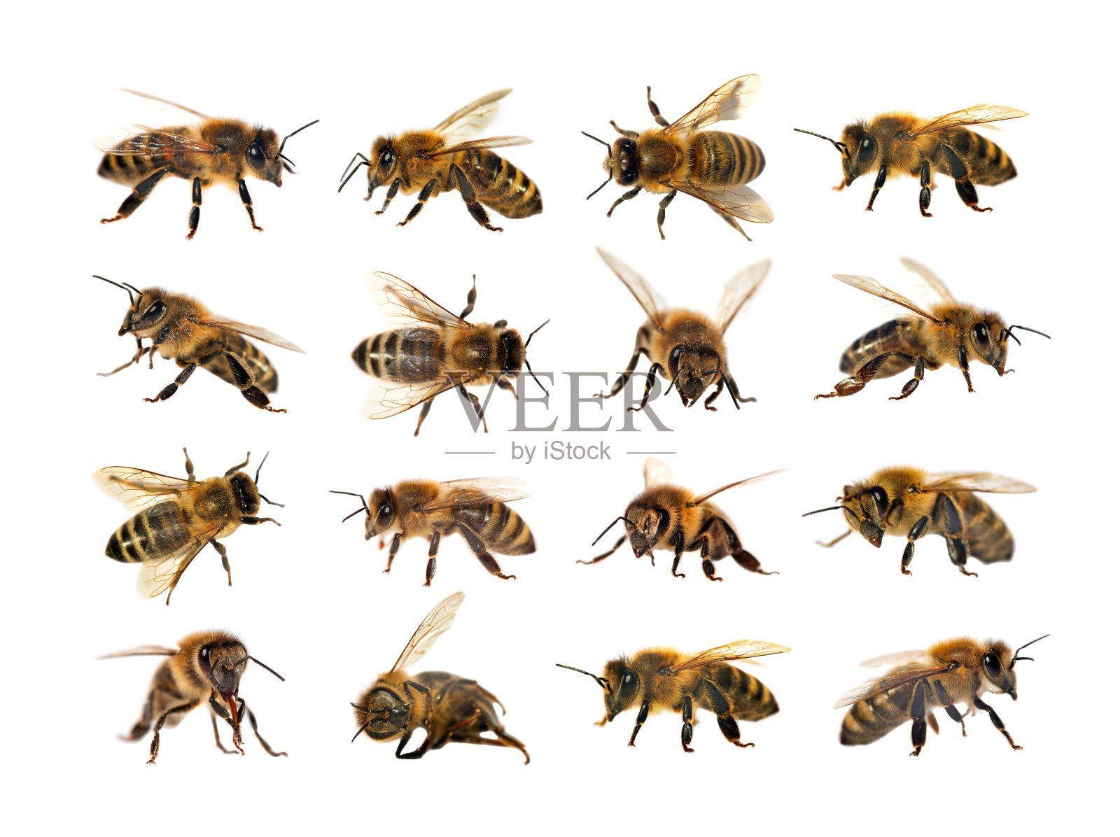 一群蜜蜂或蜜蜂，意大利蜜蜂照片摄影图片