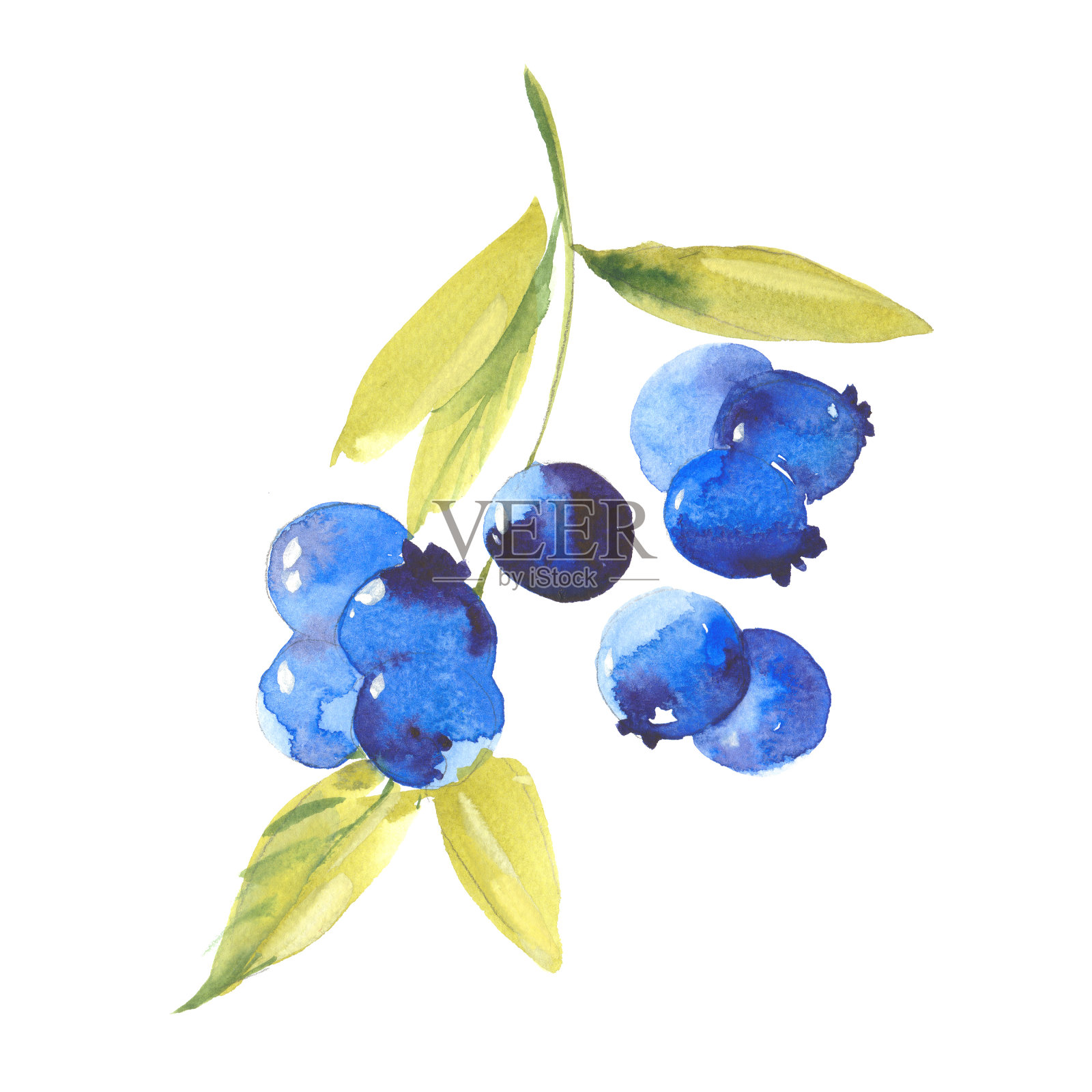 水彩成熟蓝莓插画图片素材