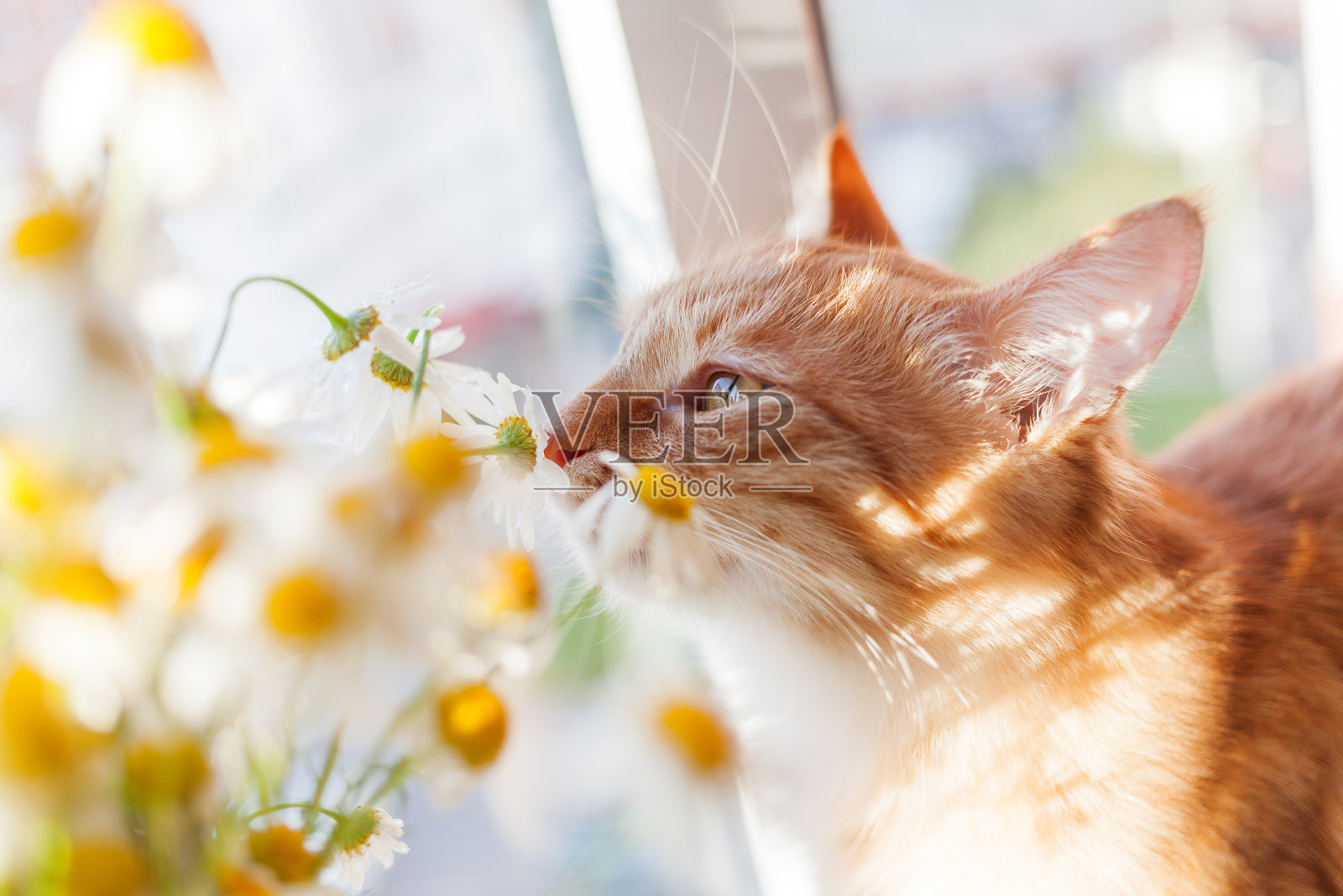 那只红猫闻到一束甘菊的香味。舒适的早晨。照片摄影图片