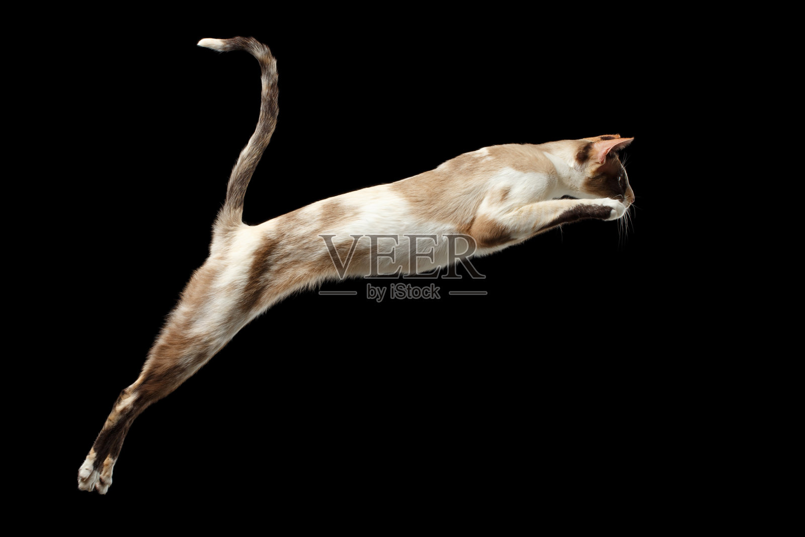 跳跃的东方猫孤立在黑色照片摄影图片