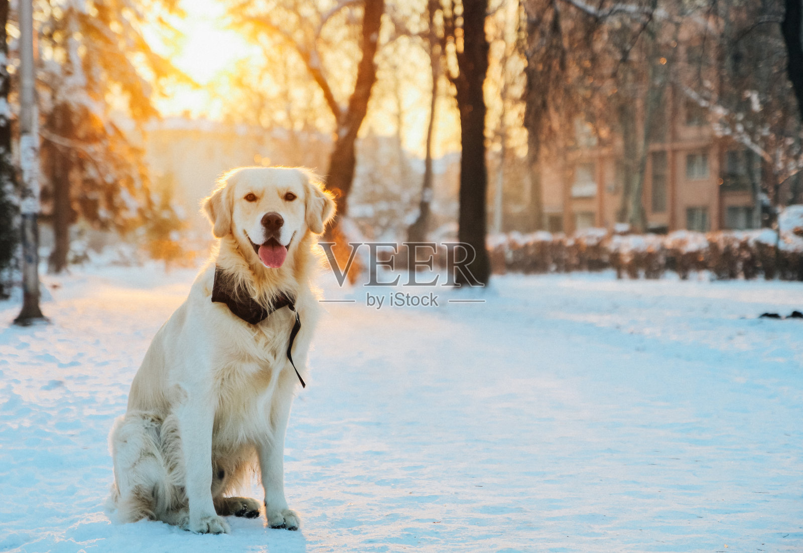 金毛猎犬在冬季公园摆姿势照片摄影图片