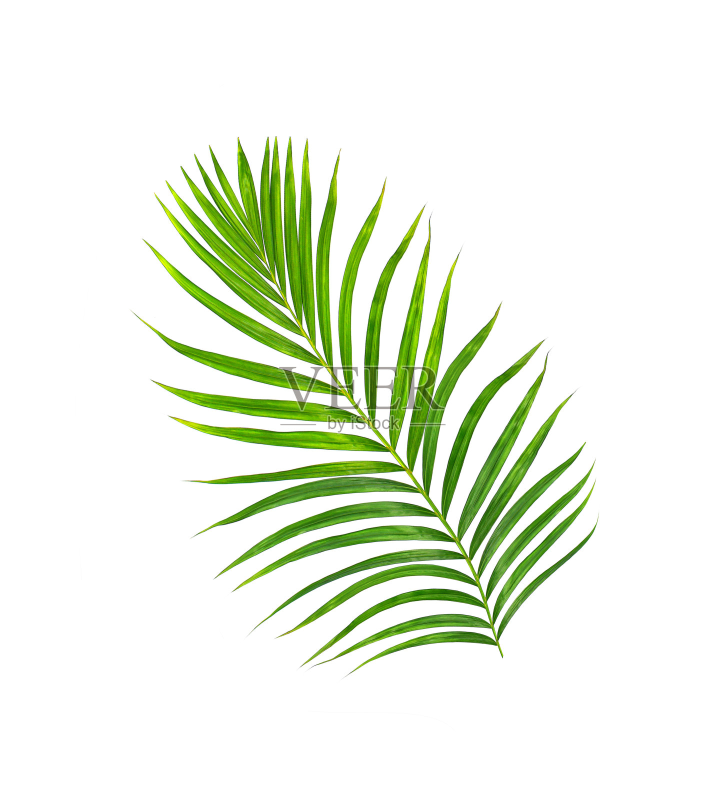 棕榈树的绿叶孤立在白色的背景上照片摄影图片