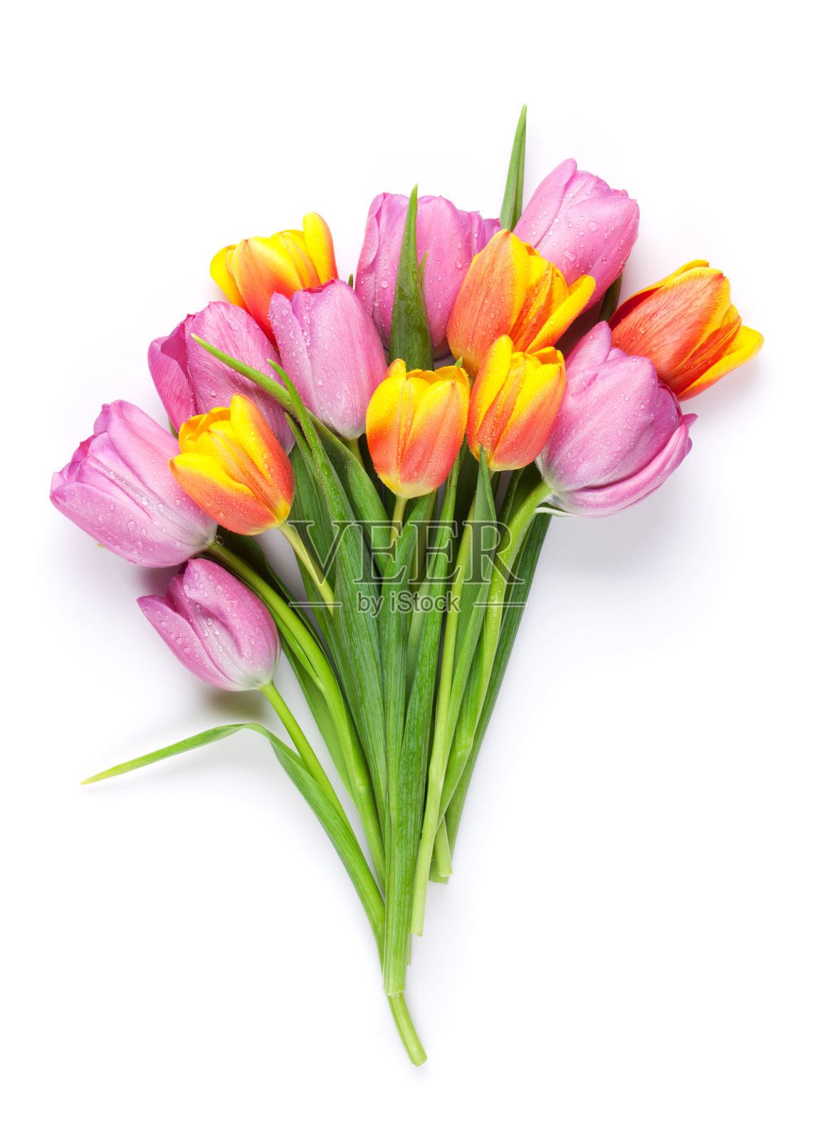 鲜艳鲜艳的郁金香花束照片摄影图片