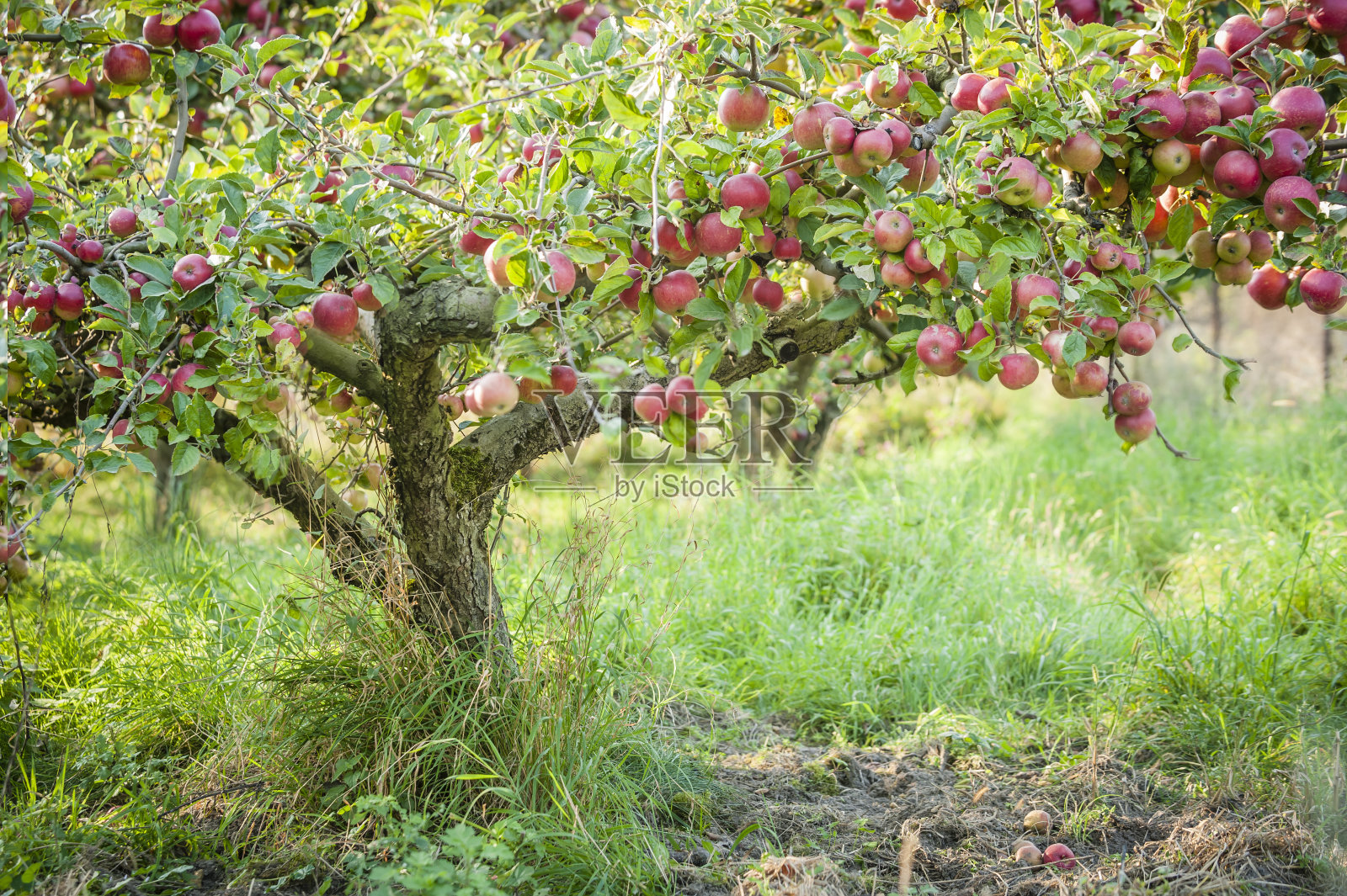 苹果树横在老苹果园里。照片摄影图片