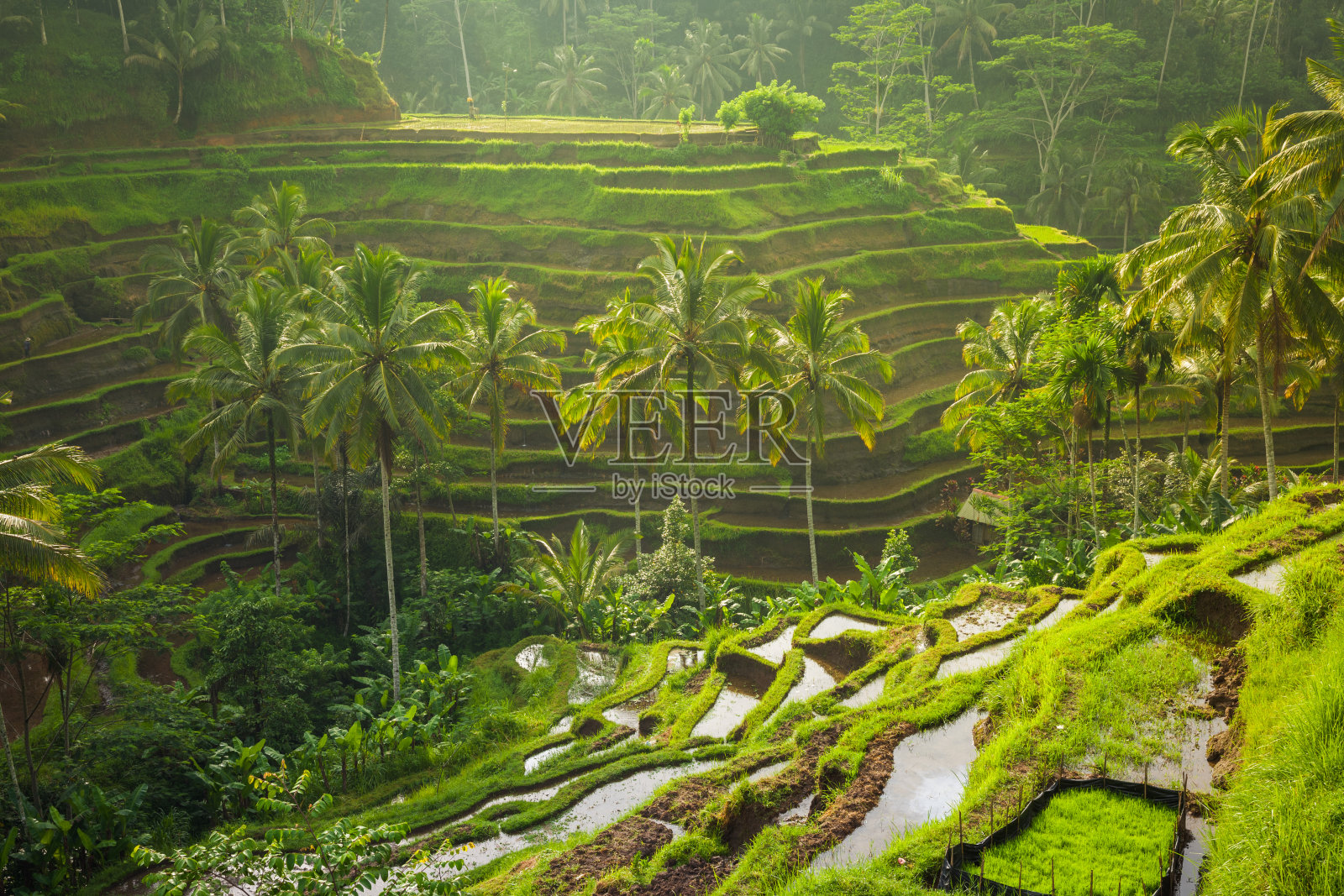 美丽的梯田，乌布，巴厘岛，印度尼西亚照片摄影图片