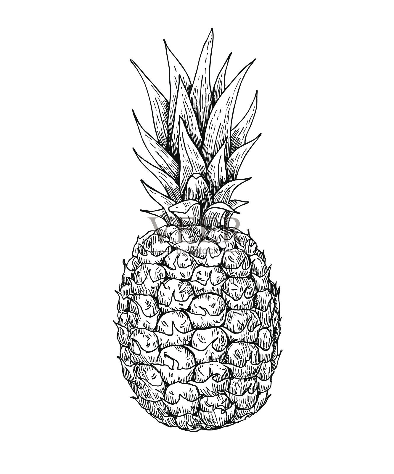 矢量手绘菠萝。夏季水果雕刻风格插图插画图片素材