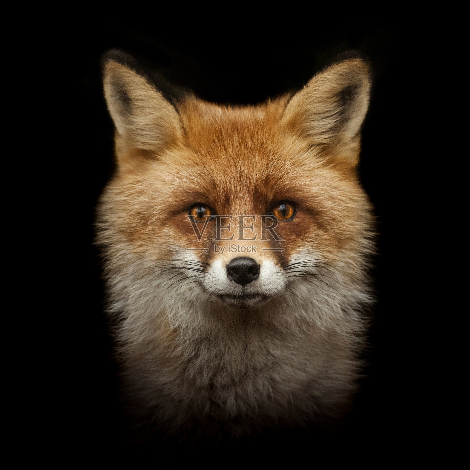 红狐狸的脸孤立在黑色照片摄影图片