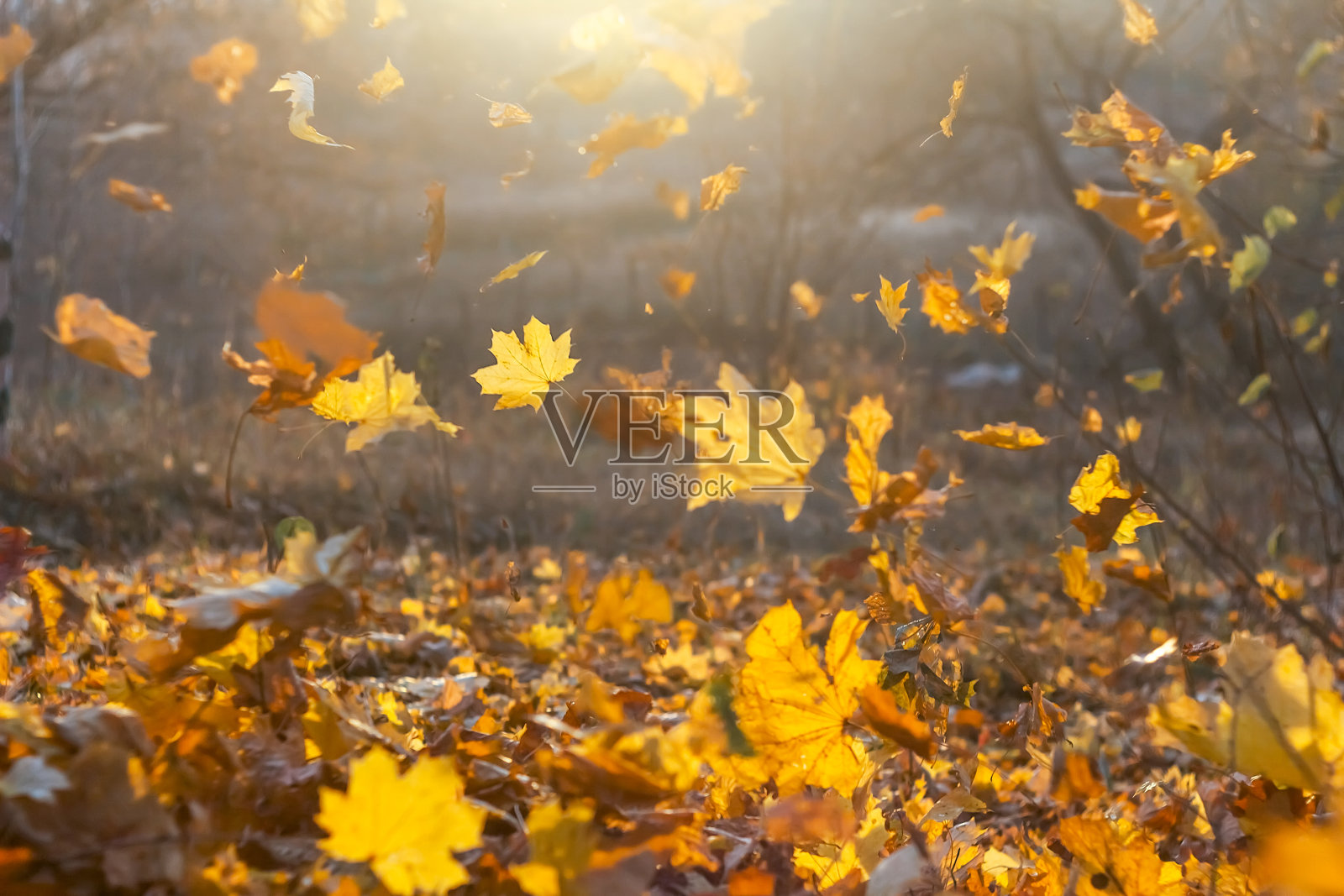 在美丽的大自然中飘落着黄色、橙色和红色的秋叶照片摄影图片
