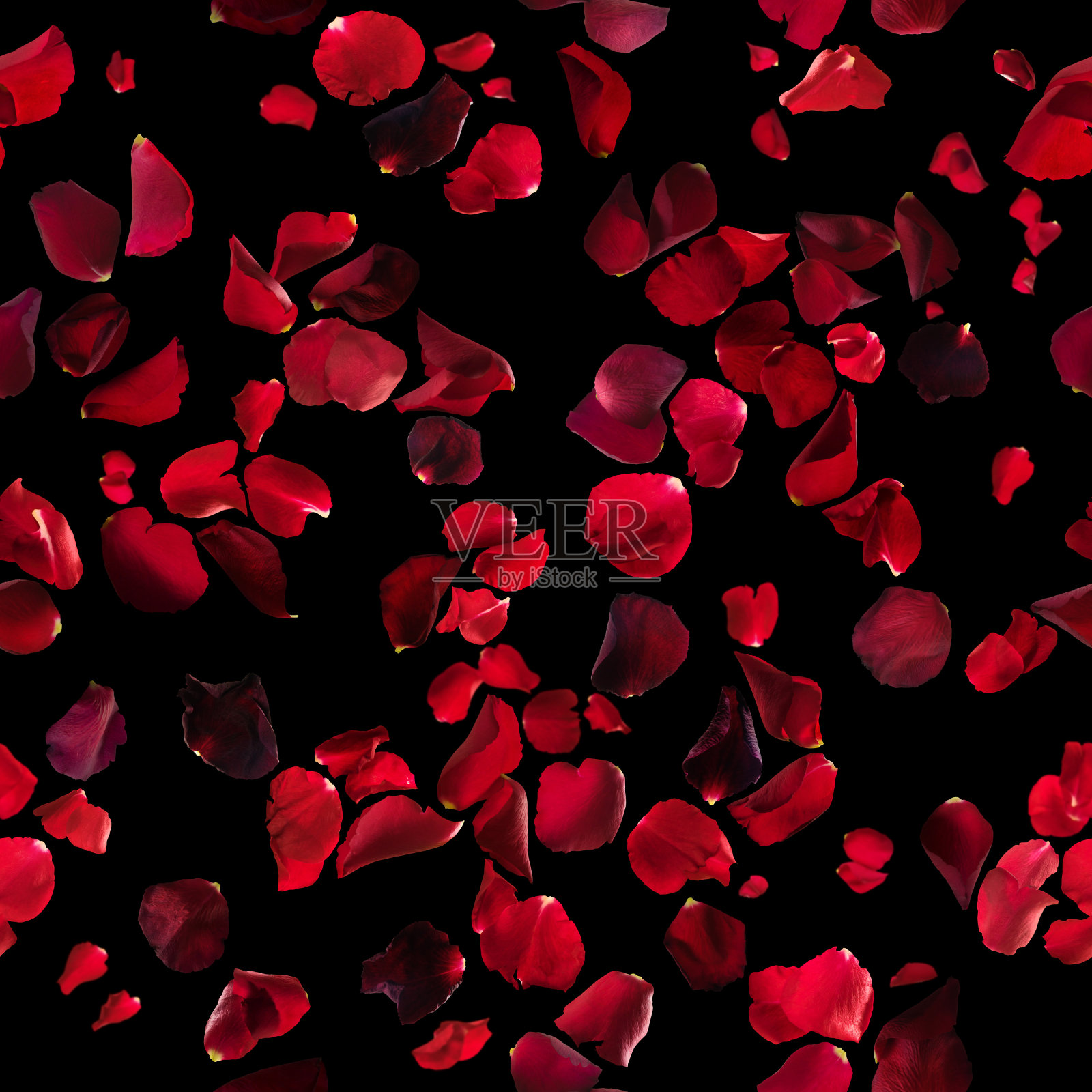 红色玫瑰花瓣纹理上的黑色照片摄影图片