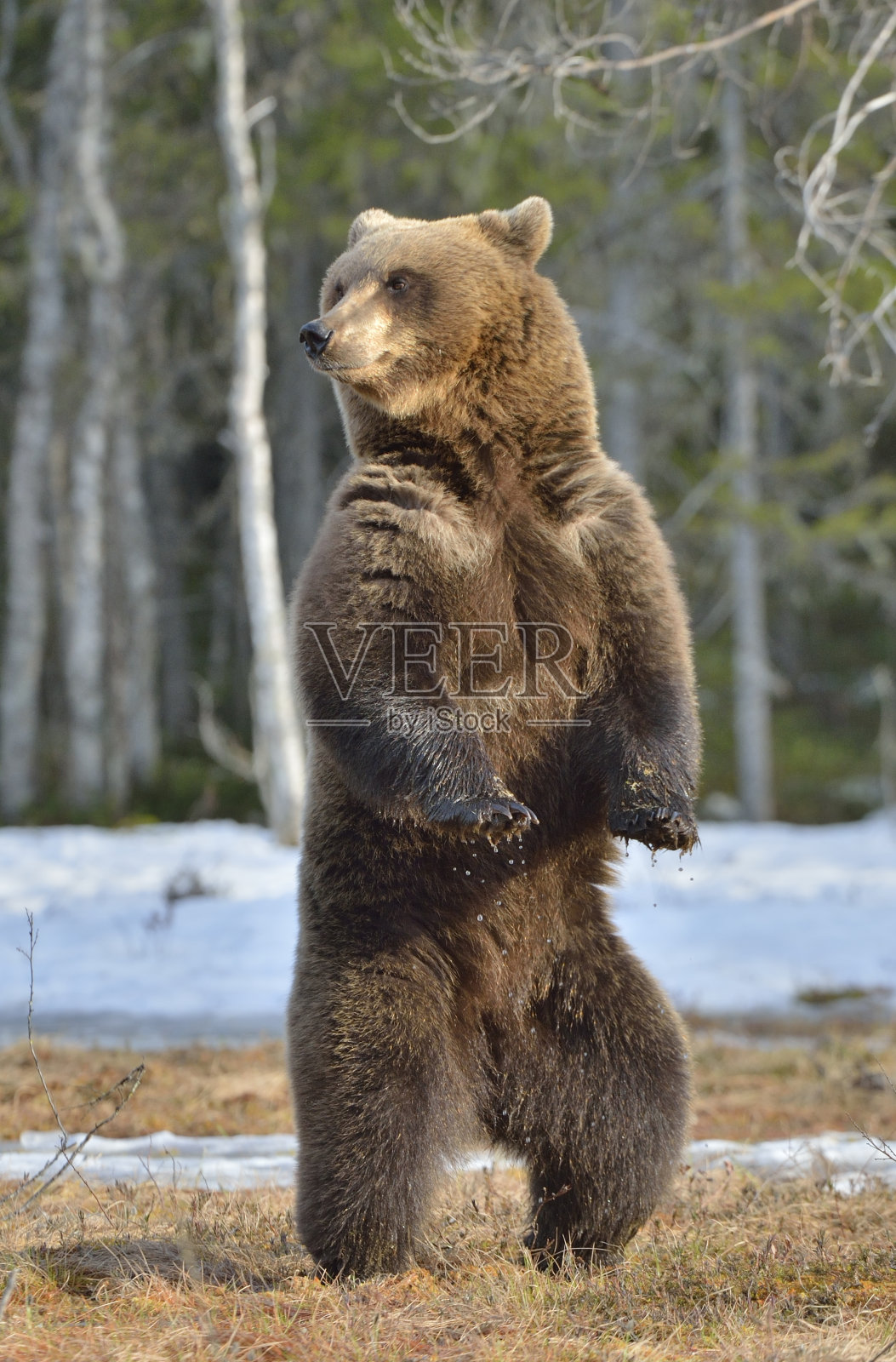 棕熊用后腿站立在春天的森林里。照片摄影图片