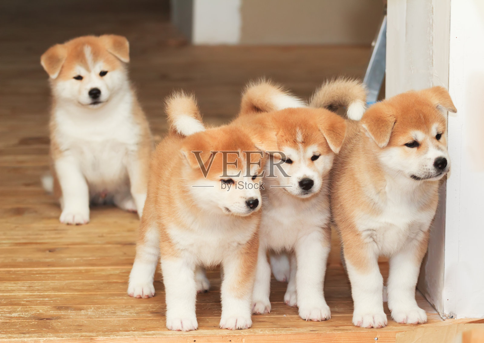 日本秋田犬的四只幼犬照片摄影图片