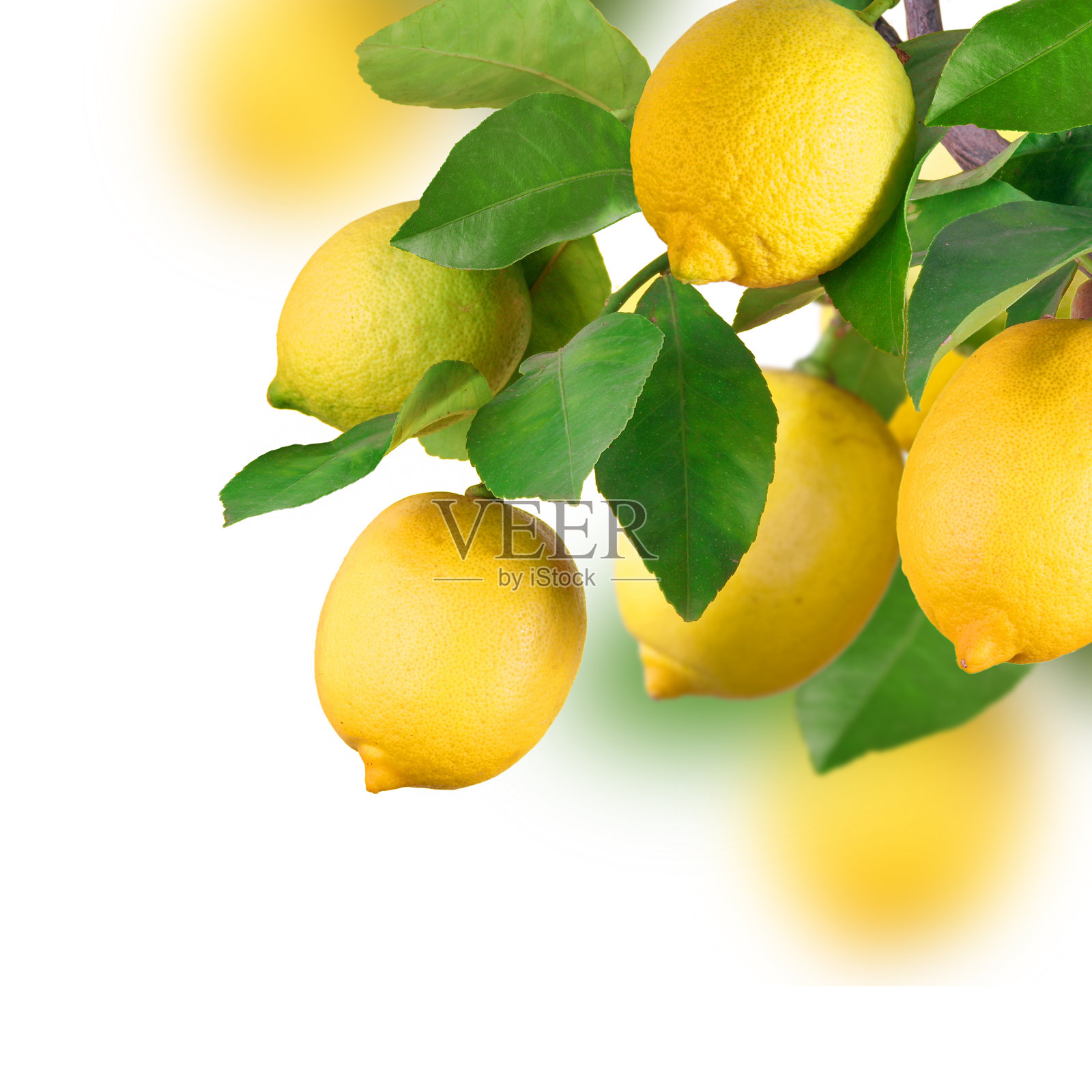 柠檬,孤立照片摄影图片