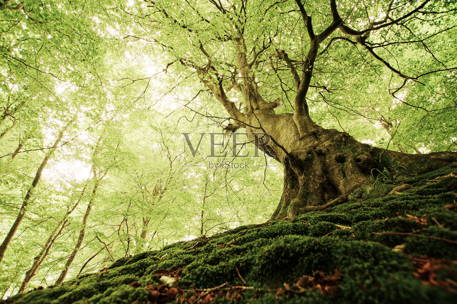 丹麦森林中的一棵古树照片摄影图片