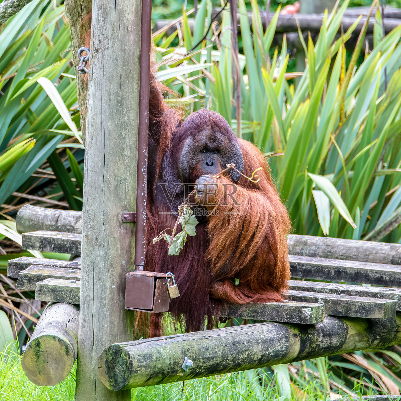 婆罗洲猩猩(Pongo pygmaeus)照片摄影图片