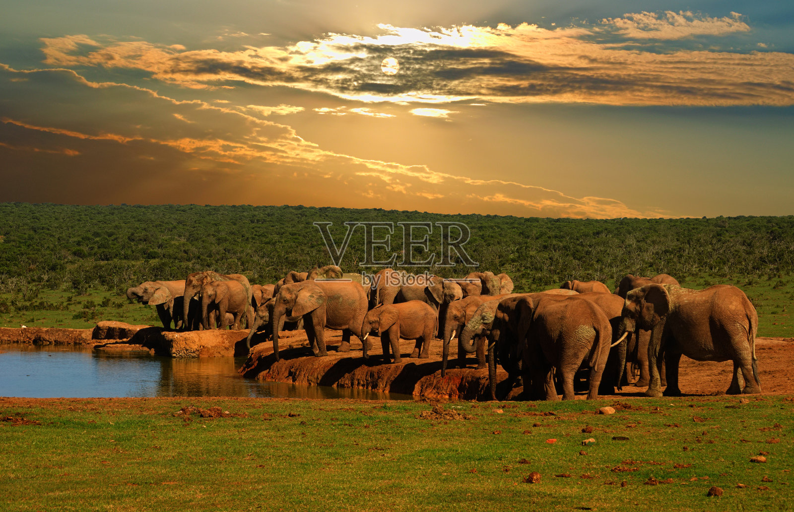 一群非洲象在水坑边饮水照片摄影图片