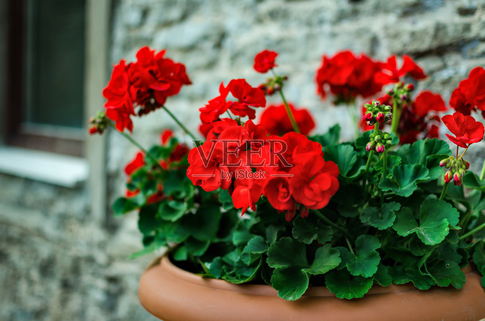 花盆中的红色花园天竺葵花照片摄影图片