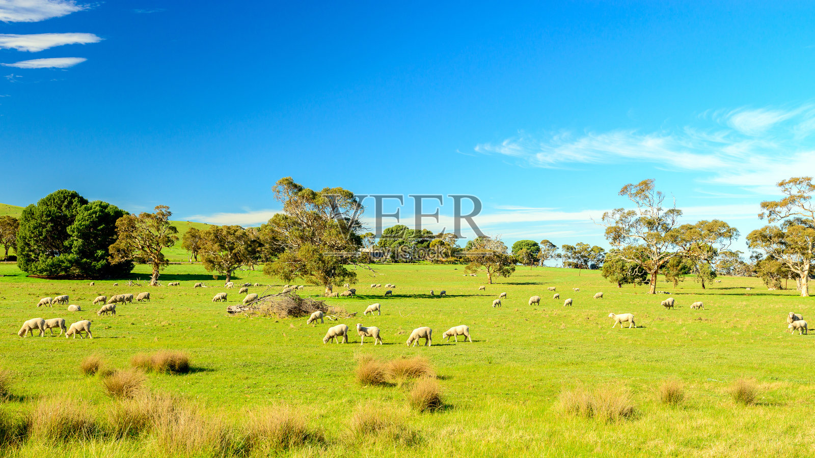 在南澳大利亚的农村放羊照片摄影图片