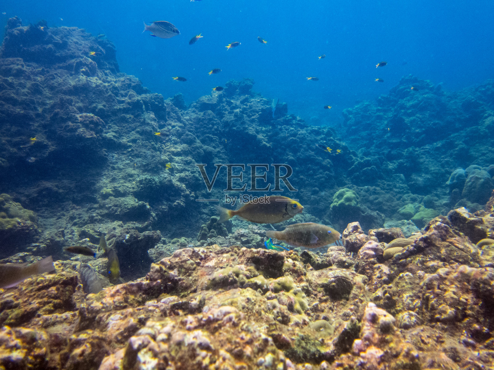 珊瑚白化(刺胞动物门)全球变暖的皮皮热带鱼照片摄影图片
